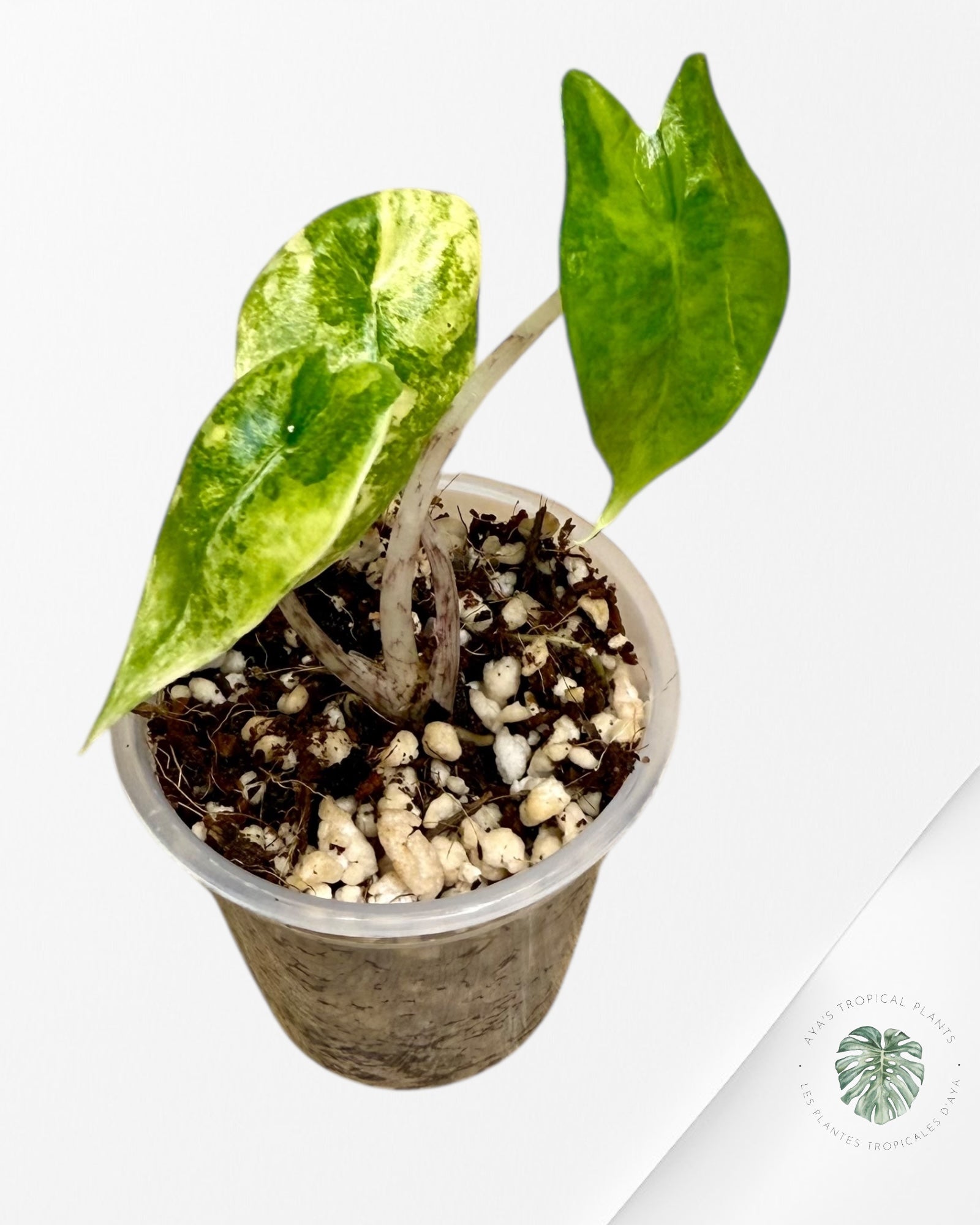 Alocasia Zebrina Thomas Variegated| Rare TC Plant | Aya's Tropical Plants