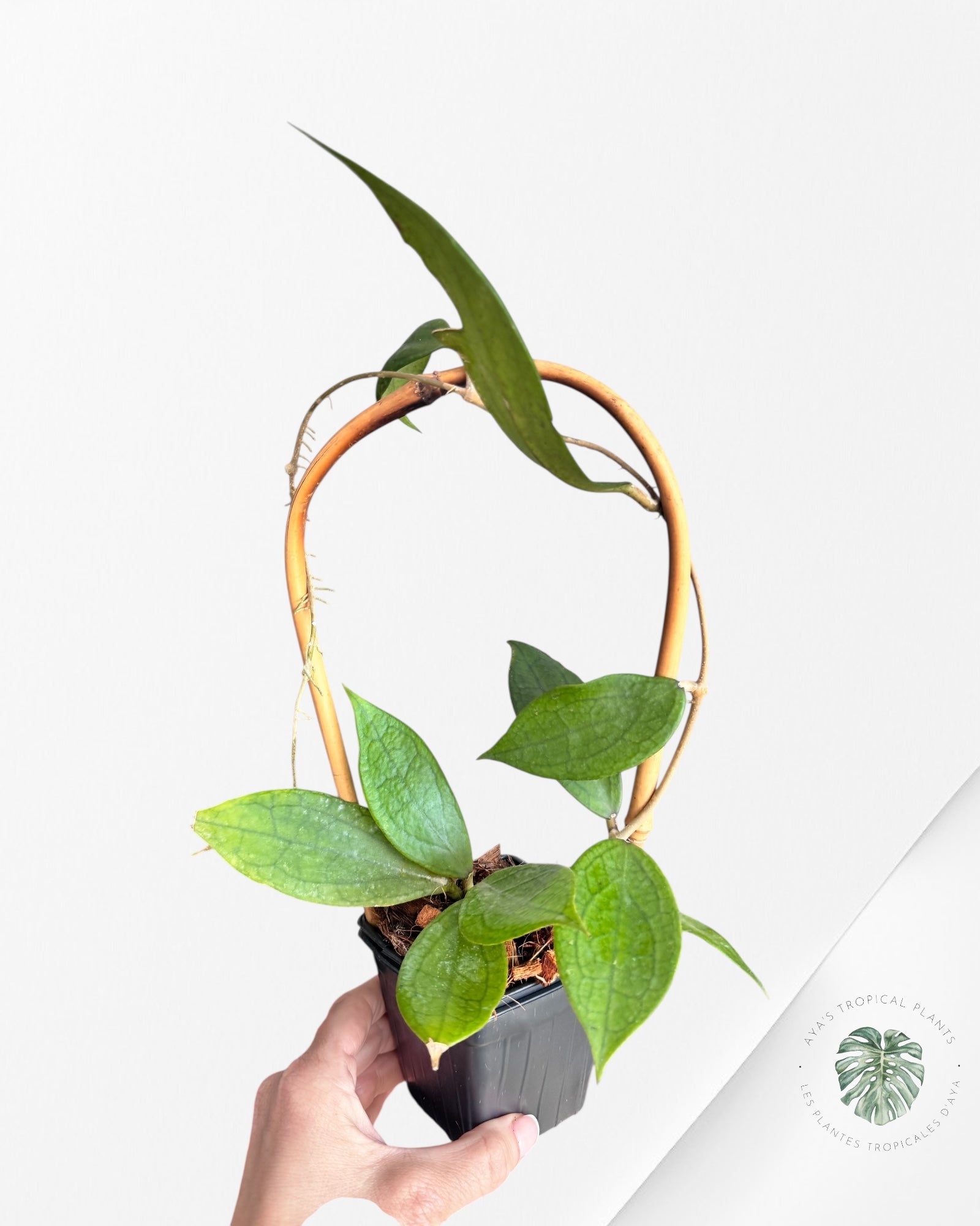 Hoya cv. 'Jennifer' - F2