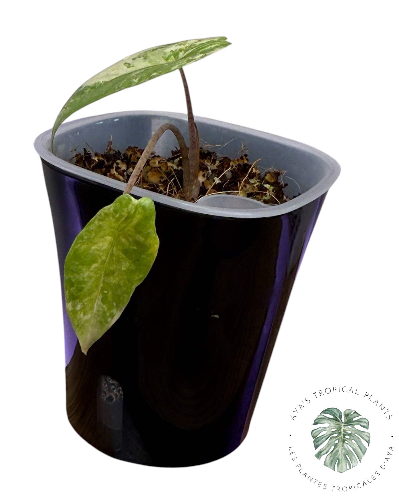 Alocasia Heterophylla Metallic  Blue Aurea Variegated