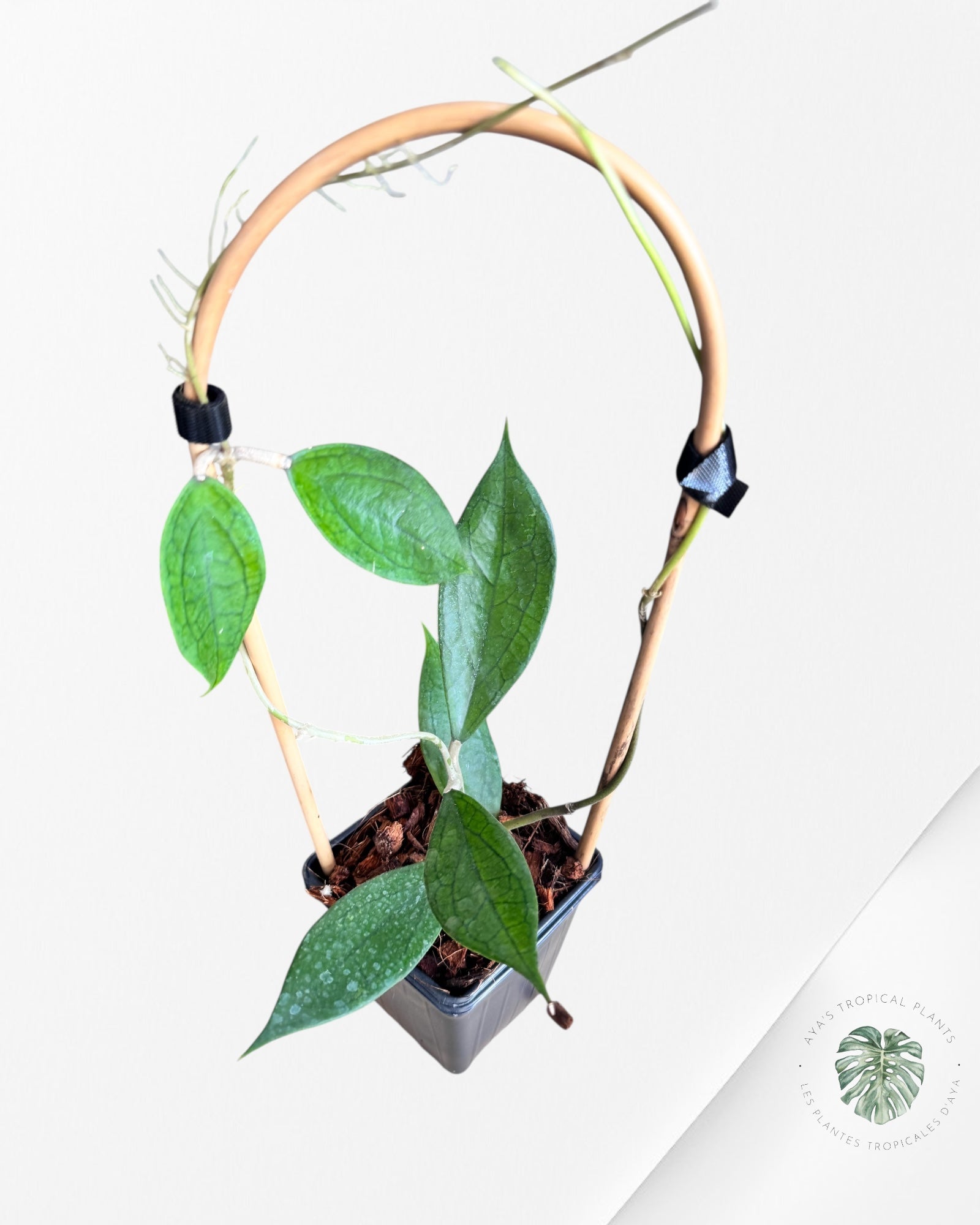 Hoya cv. 'Jennifer' - F2