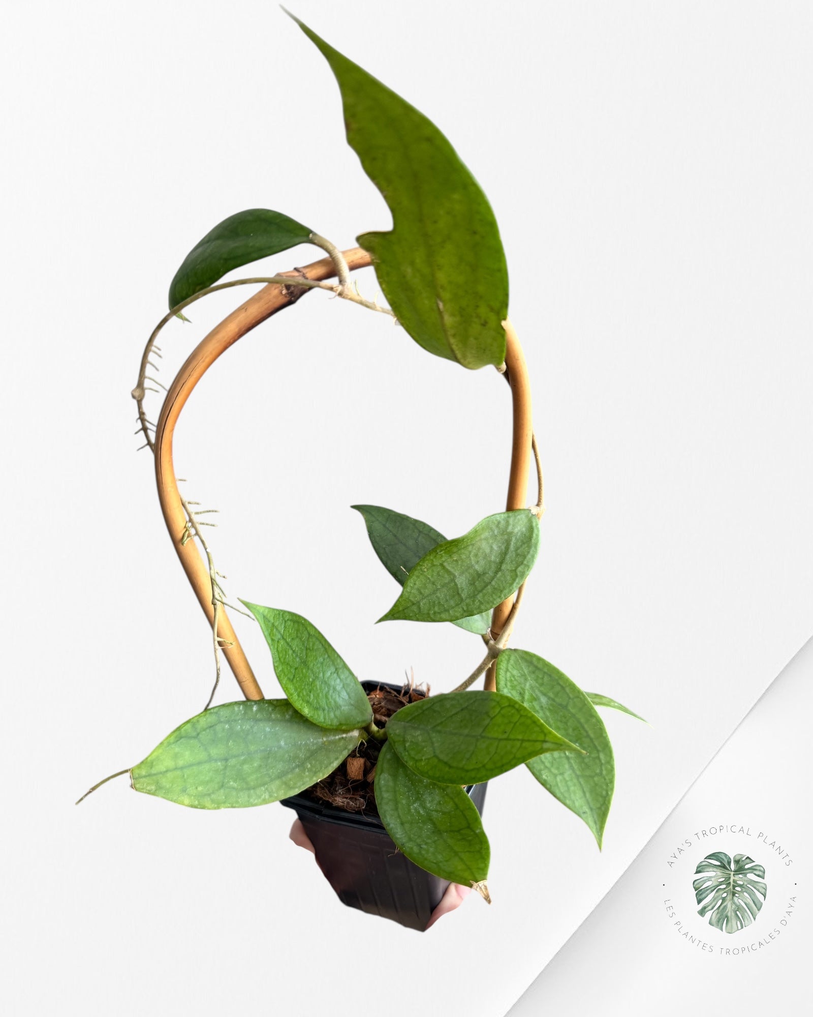 Hoya cv. 'Jennifer' - F2