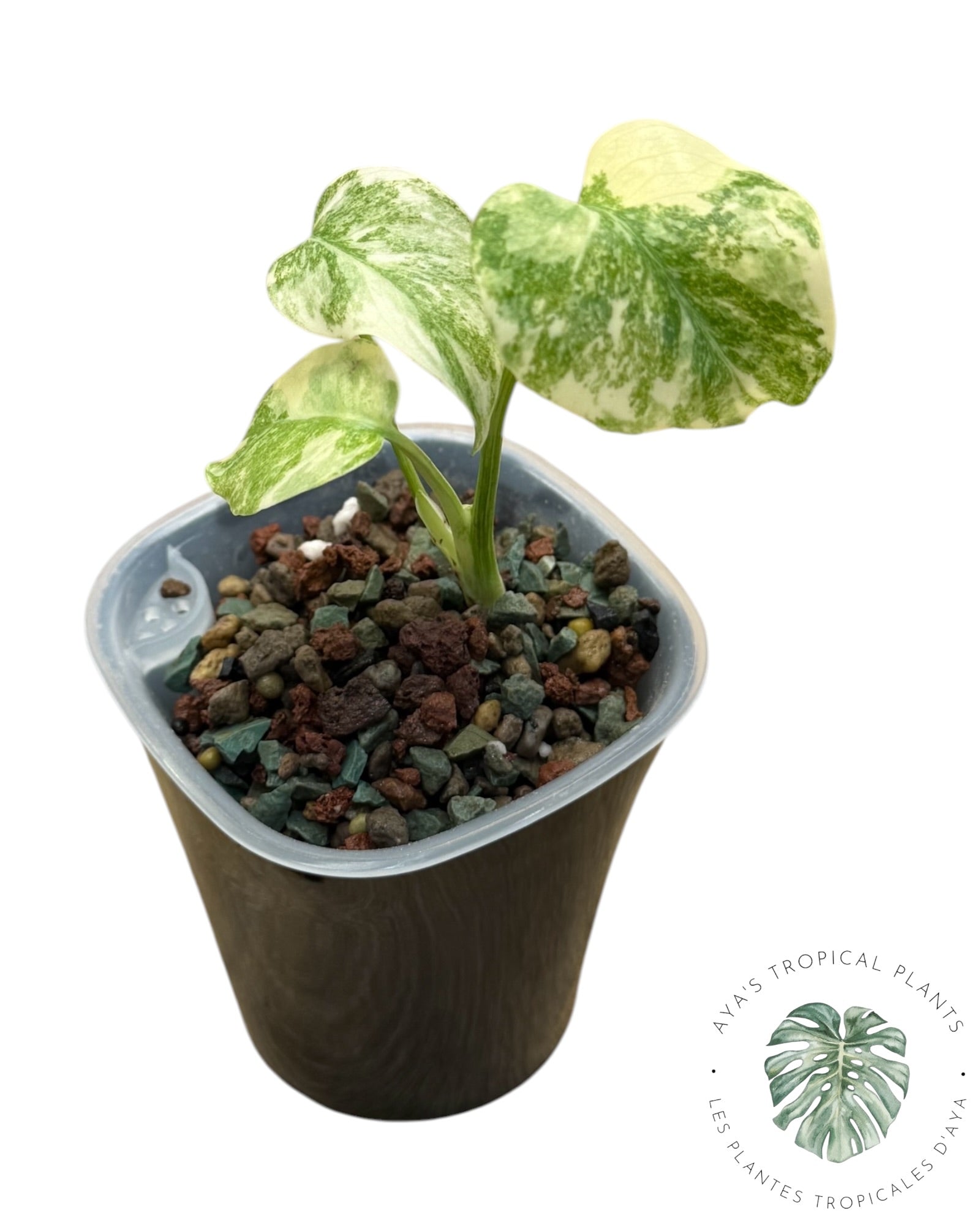 Monstera Deliciosa Legacy