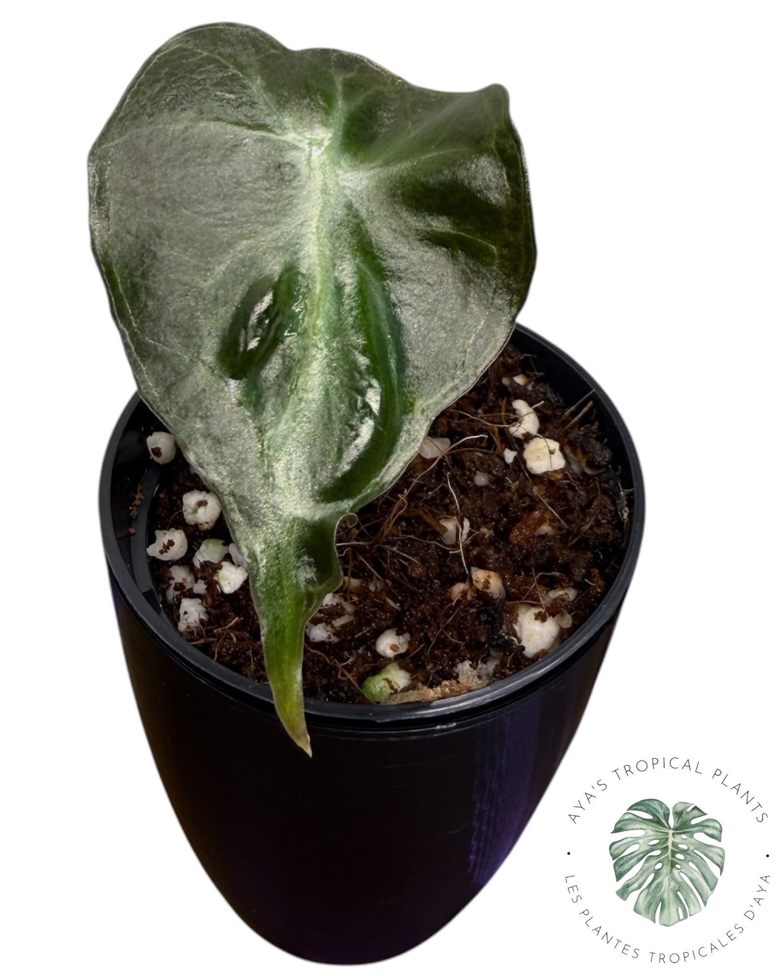 Alocasia Venom