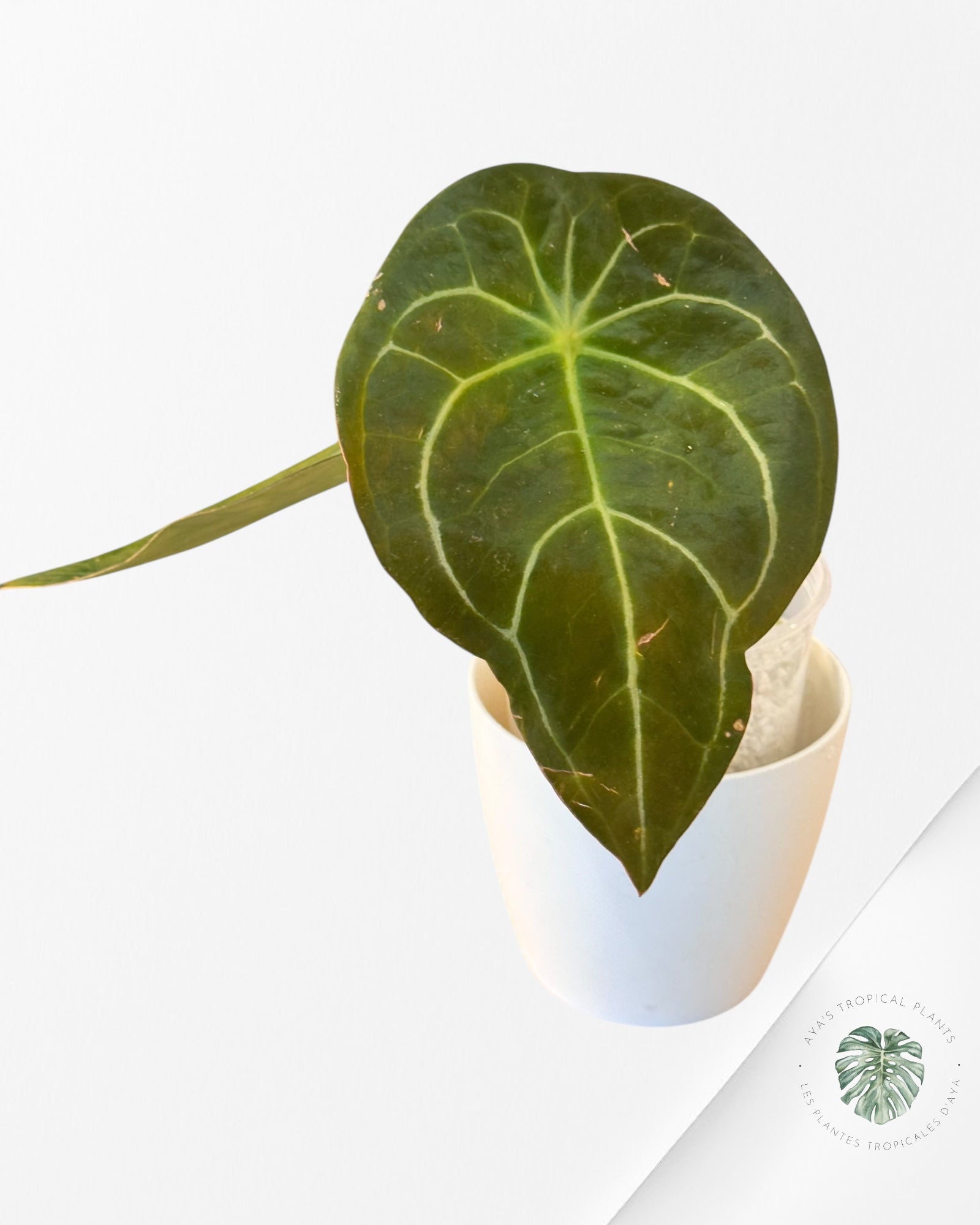 Anthurium Redman ( Crystallinum x Forgetii Red DOT-02