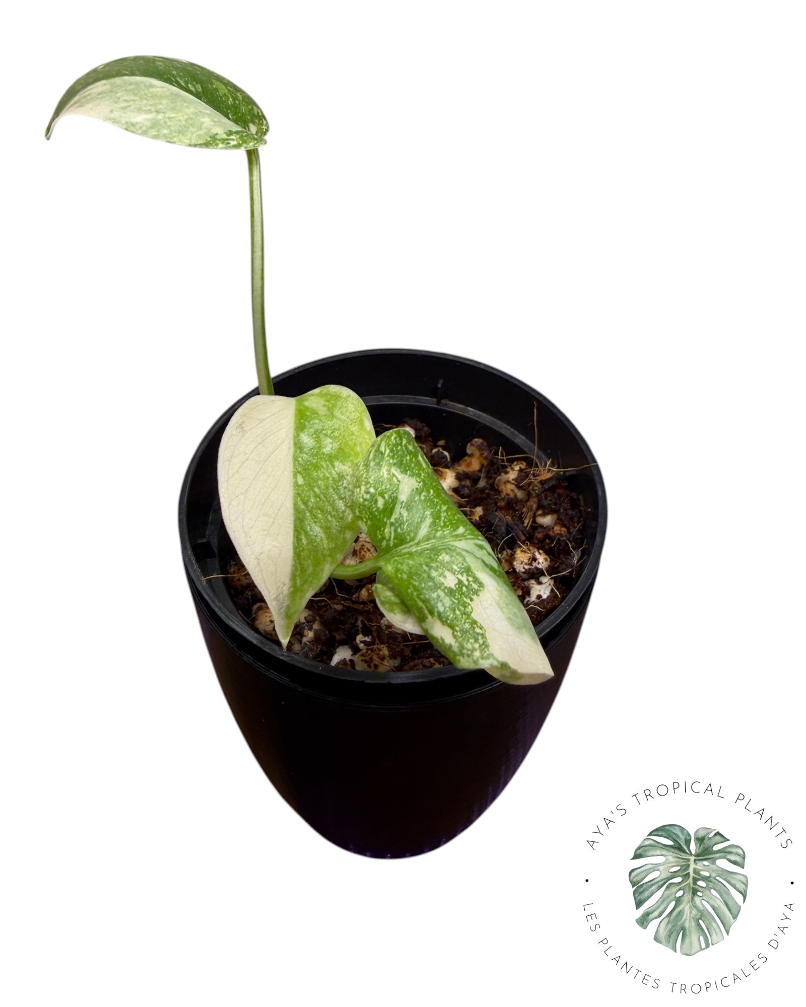 Monstera Thai Constellation Creme Brûlée