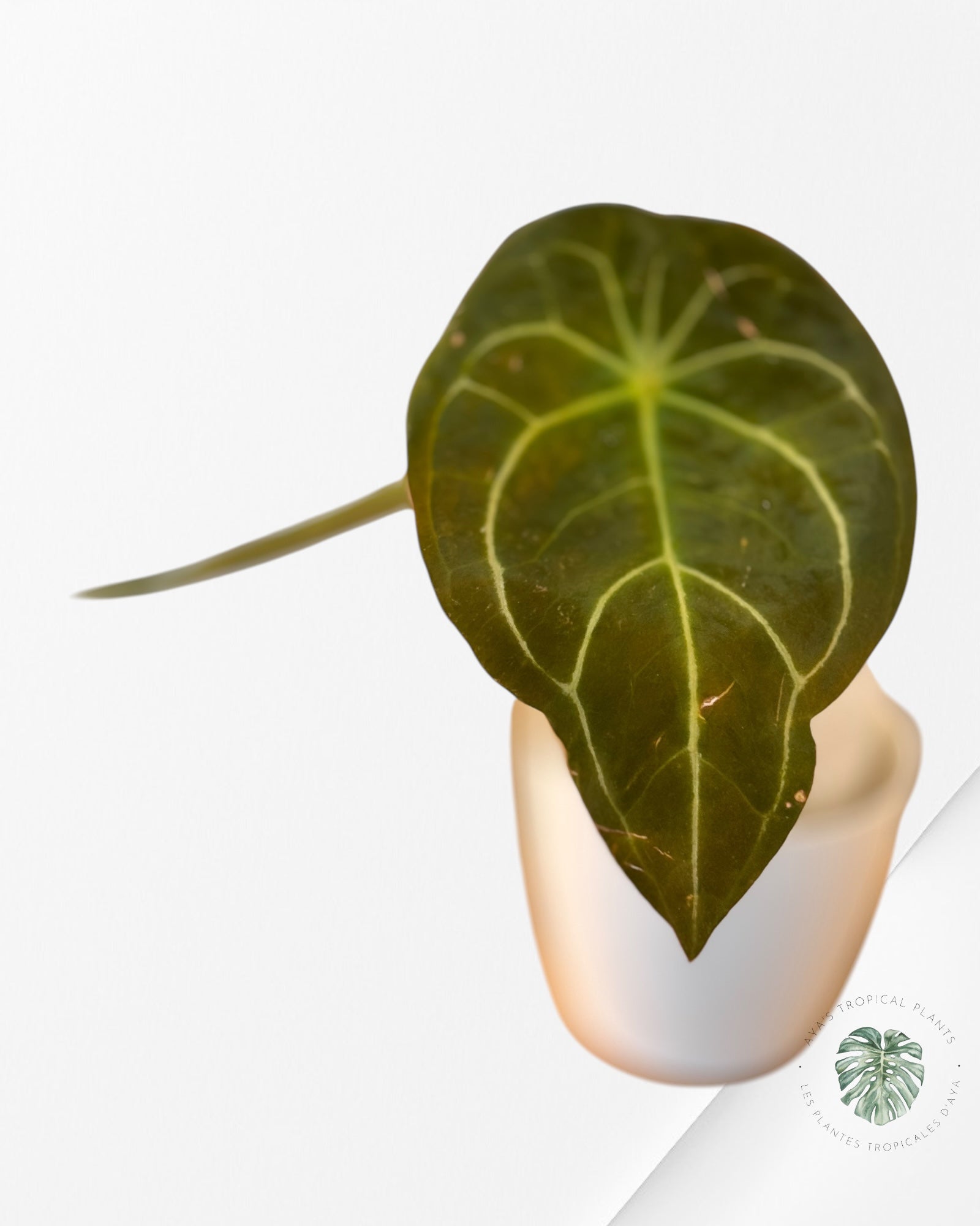 Anthurium Redman ( Crystallinum x Forgetii Red DOT-02