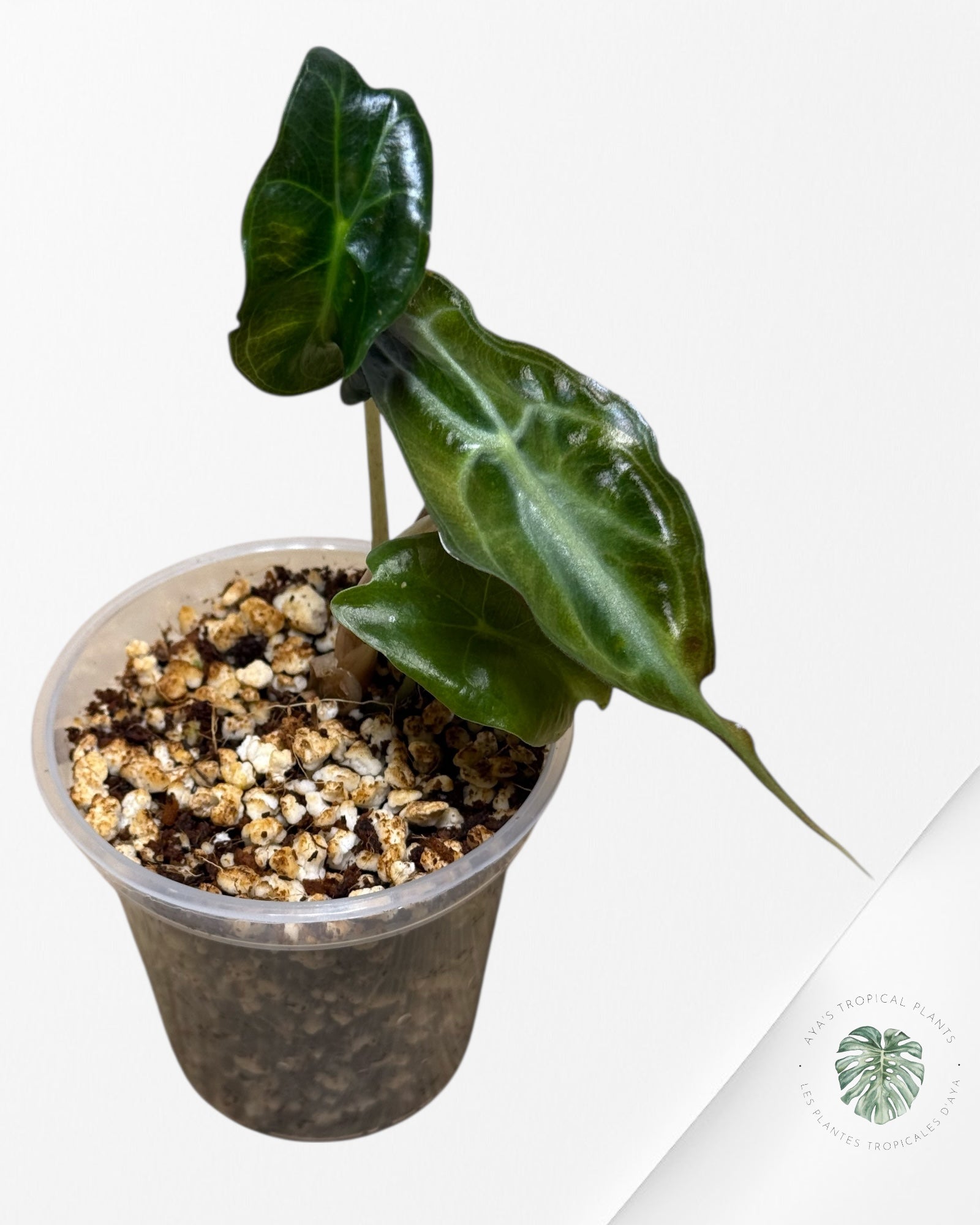 Alocasia Venom-42