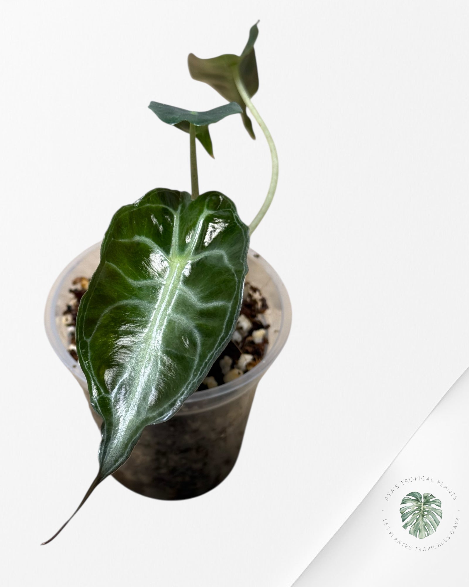 Alocasia Venom-43
