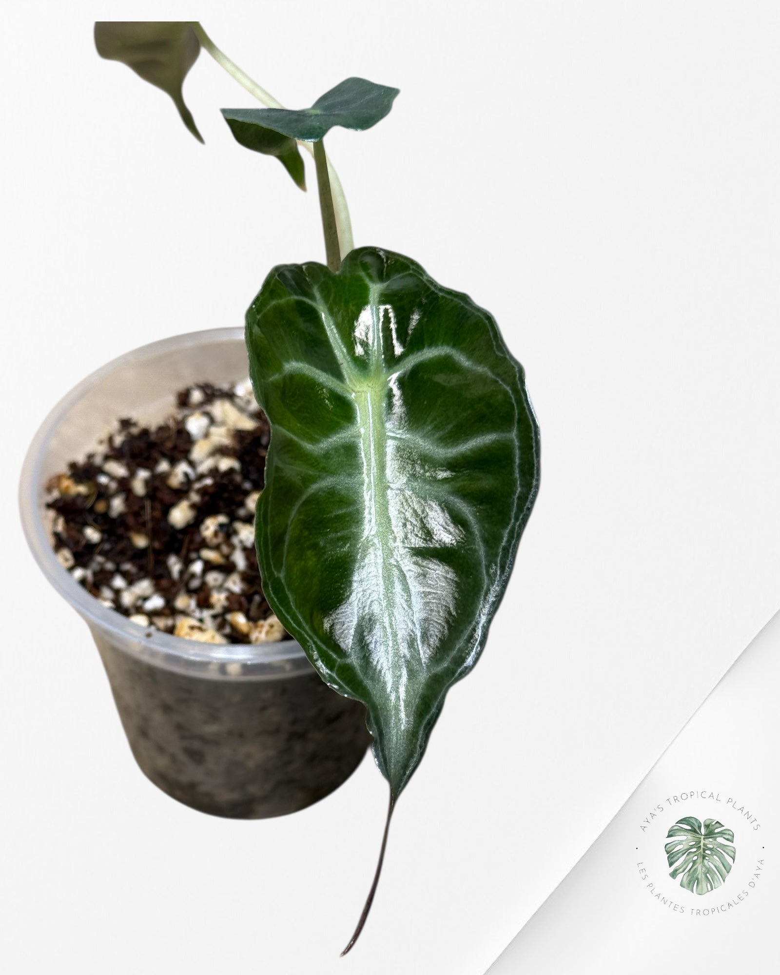 Alocasia Venom-43