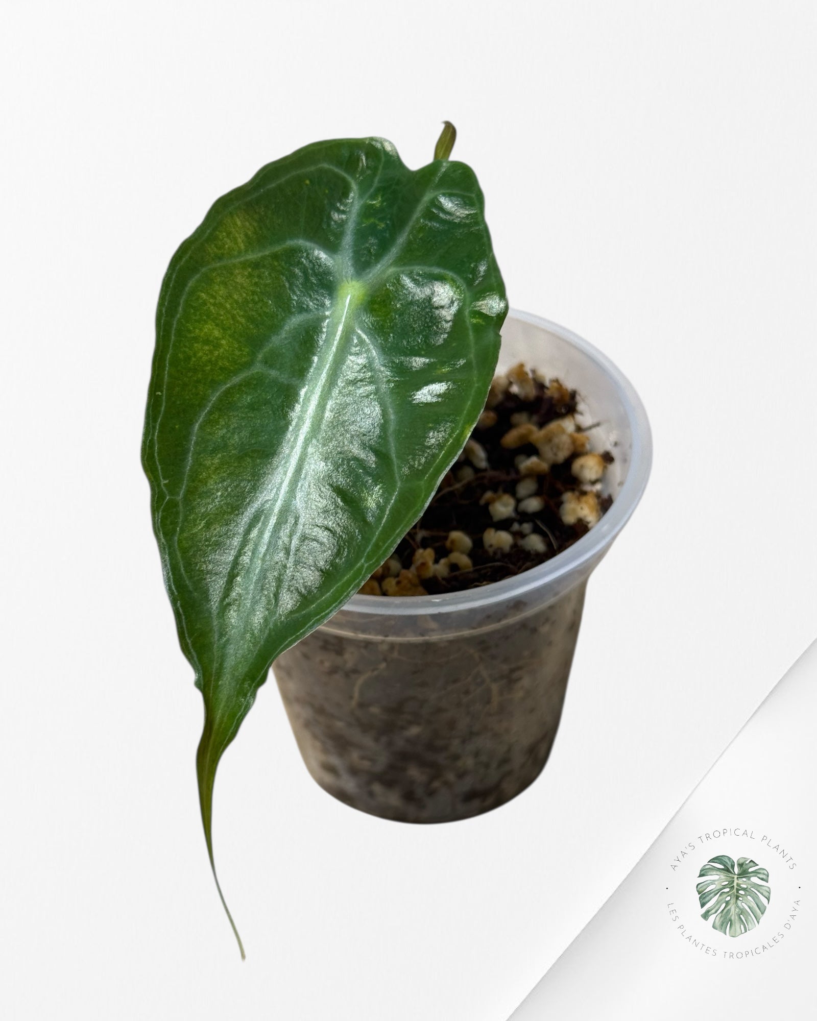 Alocasia Venom-44