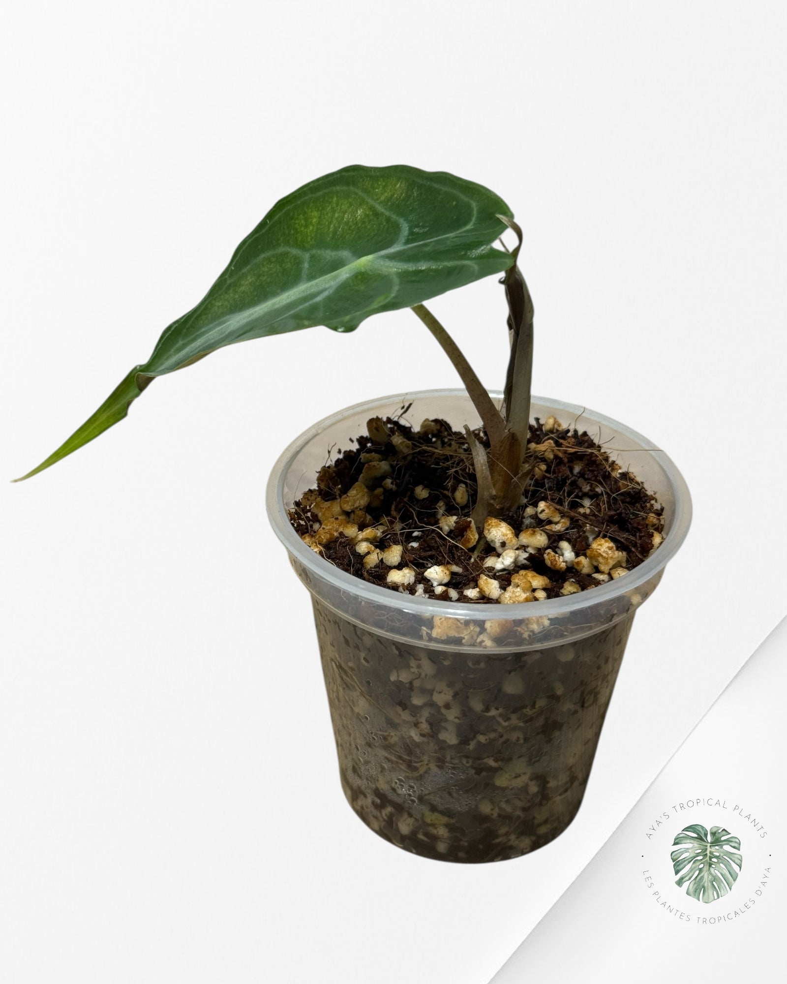 Alocasia Venom-44