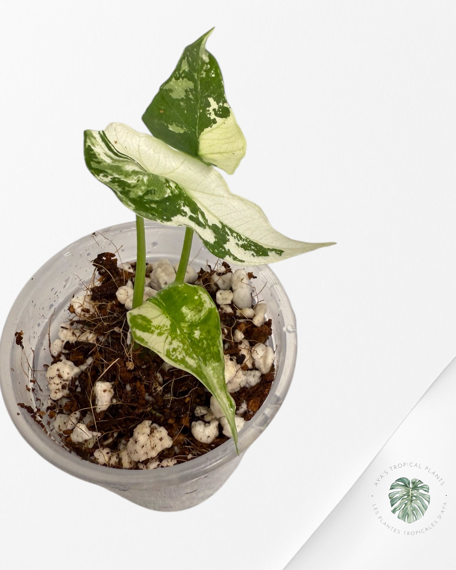 Alocasia Simpo Albo Variegated| Rare TC Plant | Aya's Tropical Plants