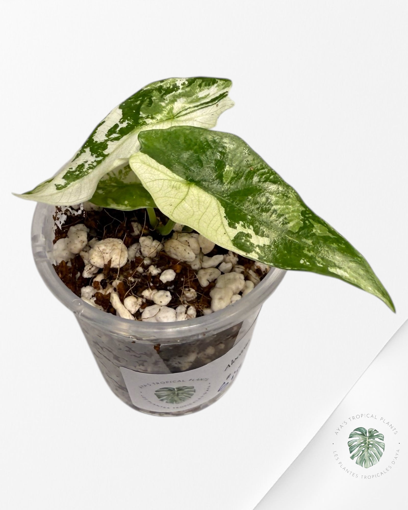 Alocasia Simpo Albo Variegated| Rare TC Plant | Aya's Tropical Plants