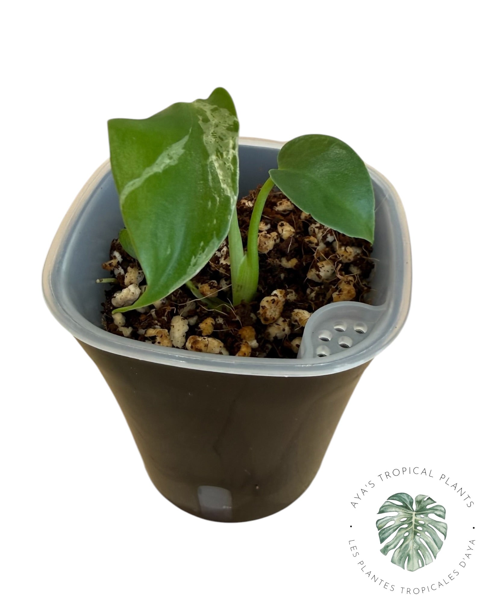 Monstera Deliciosa Bulbasaur