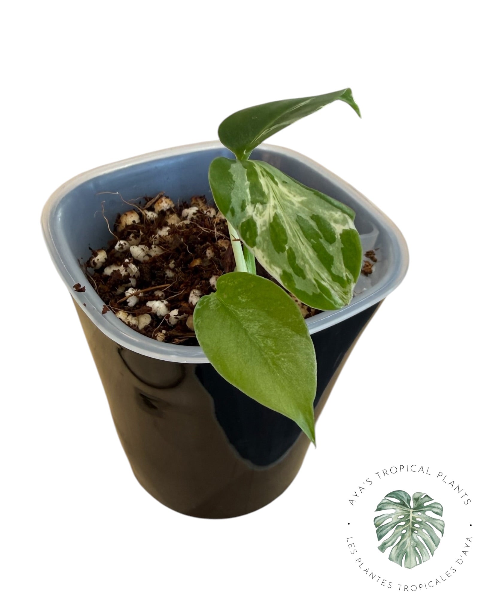 Monstera Deliciosa Bulbasaur