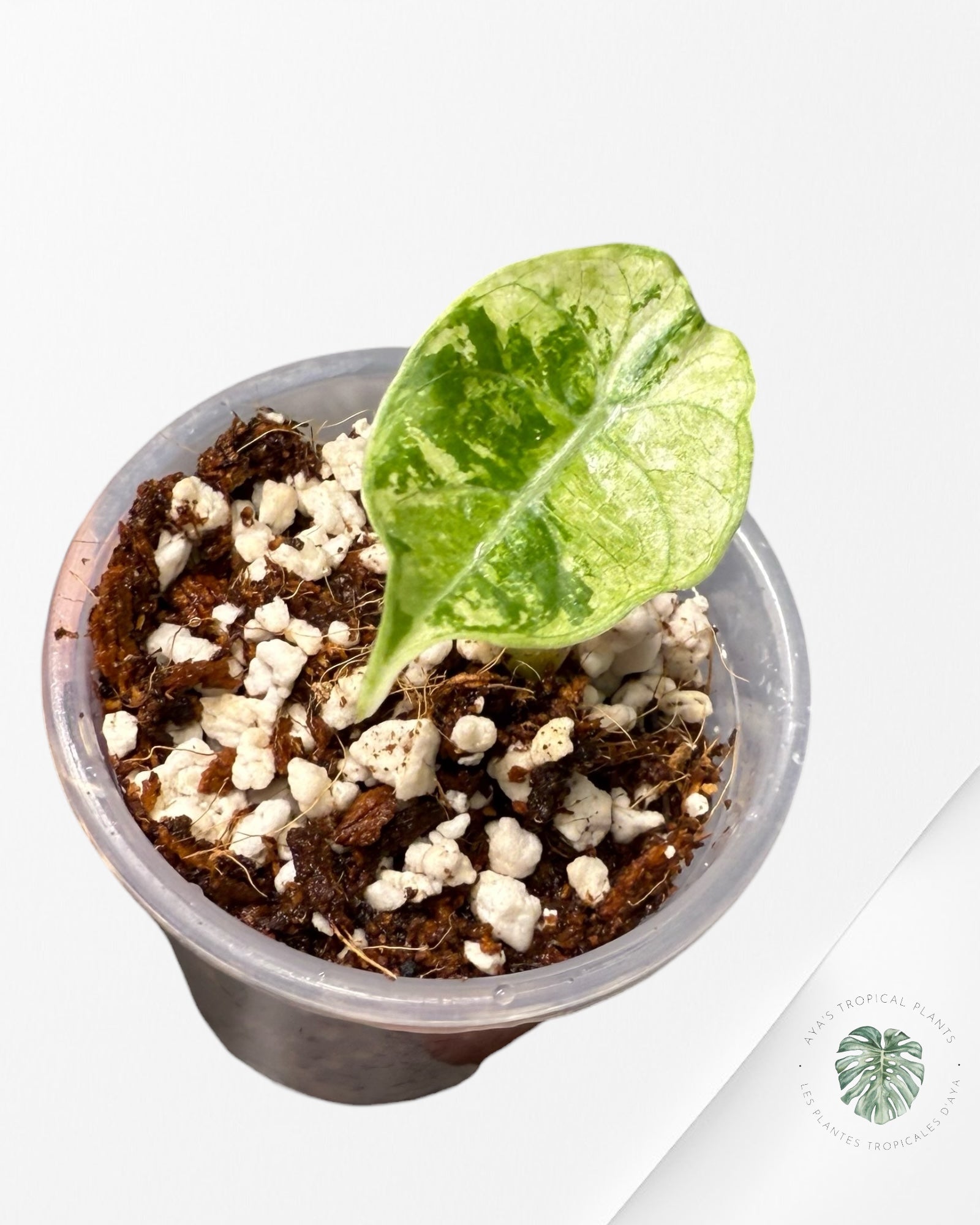 Alocasia Watsoniana Doff. Pink Variegated |Rare TC Plant| Aya's Tropical Plants