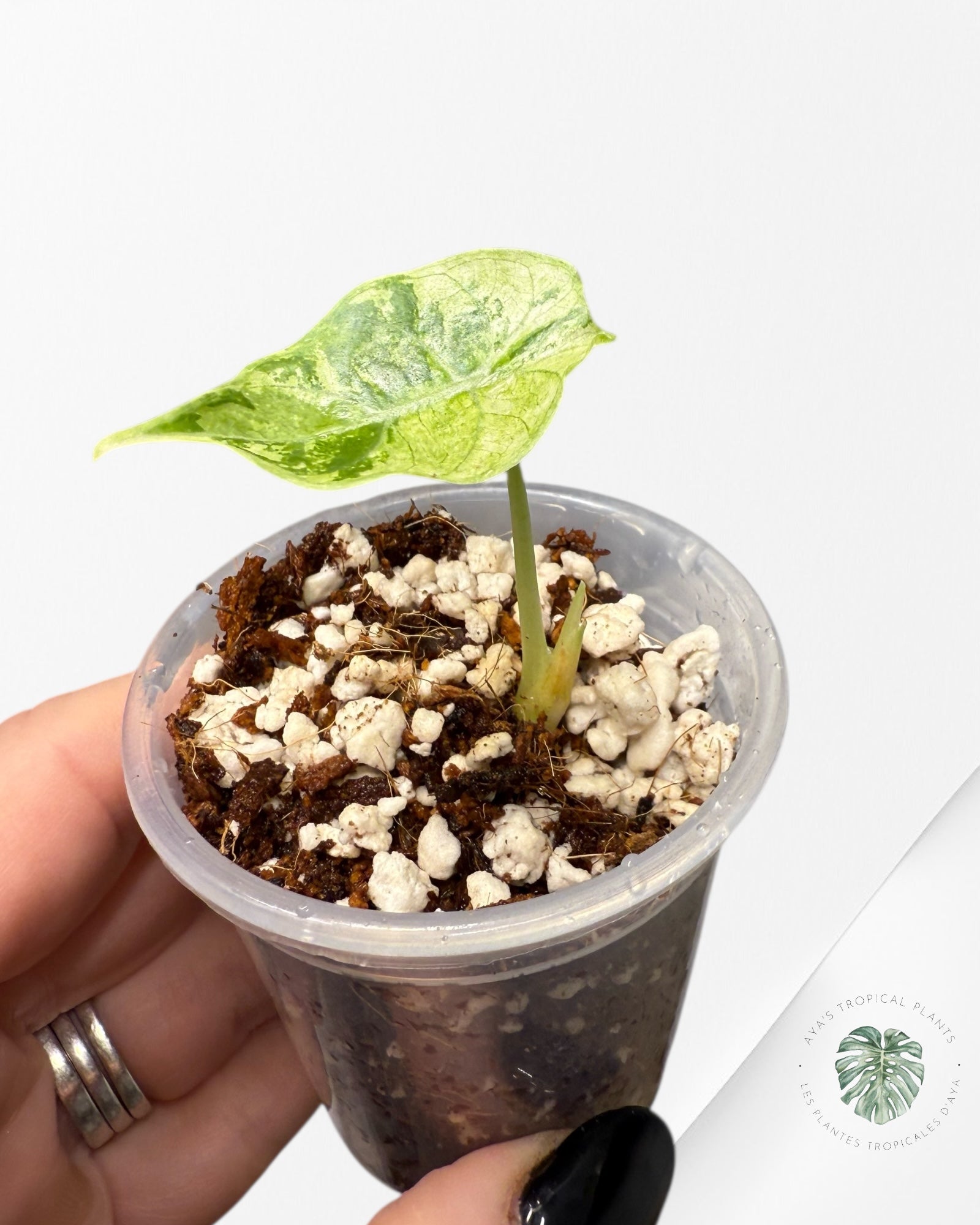 Alocasia Watsoniana Doff. Pink Variegated |Rare TC Plant| Aya's Tropical Plants