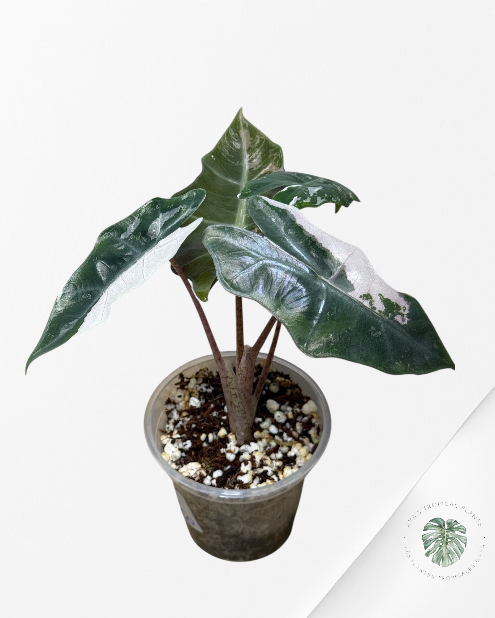 Alocasia Pseudo Sanderiana Albo/Pink - 267