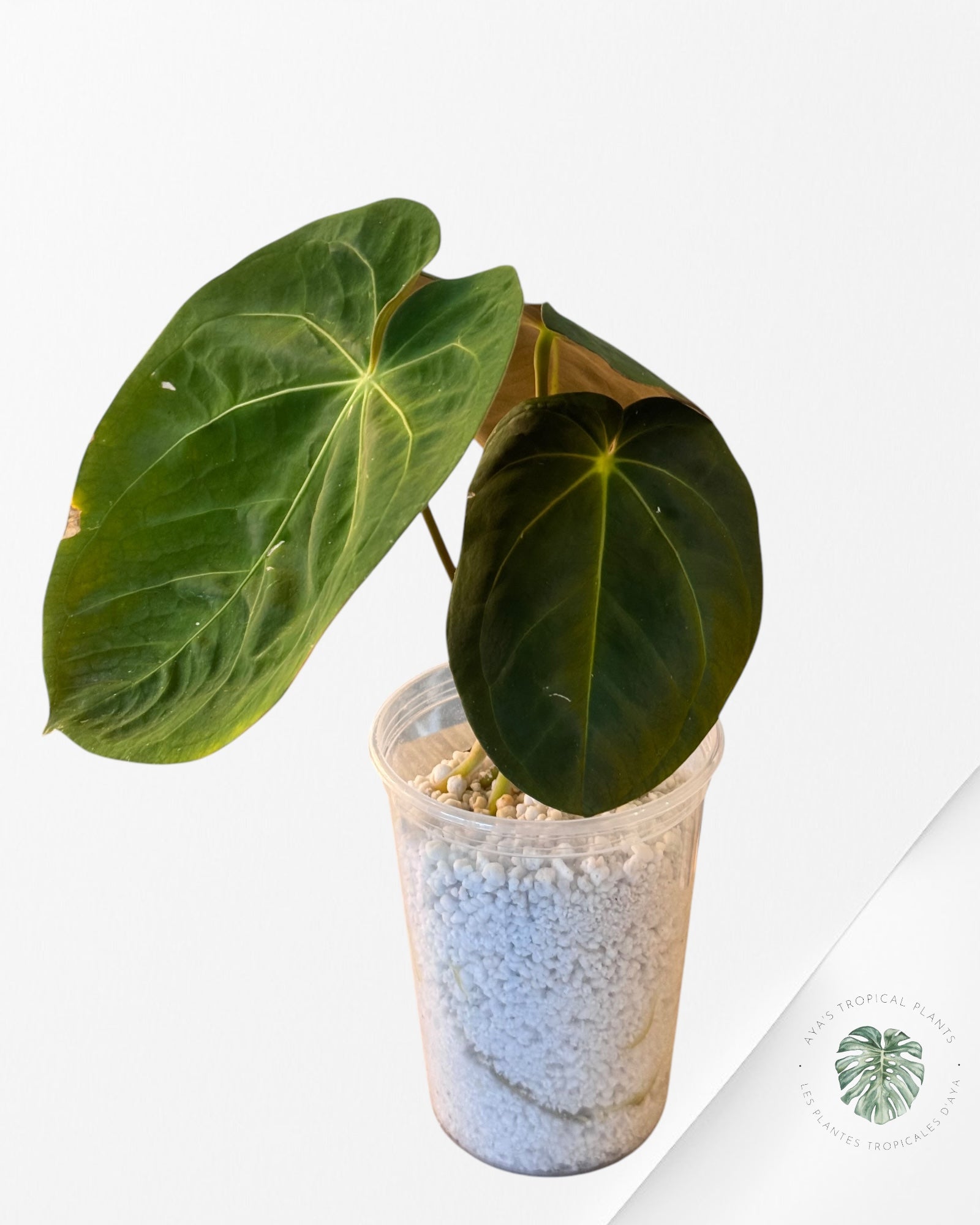 Anthurium Hoffmanii-04