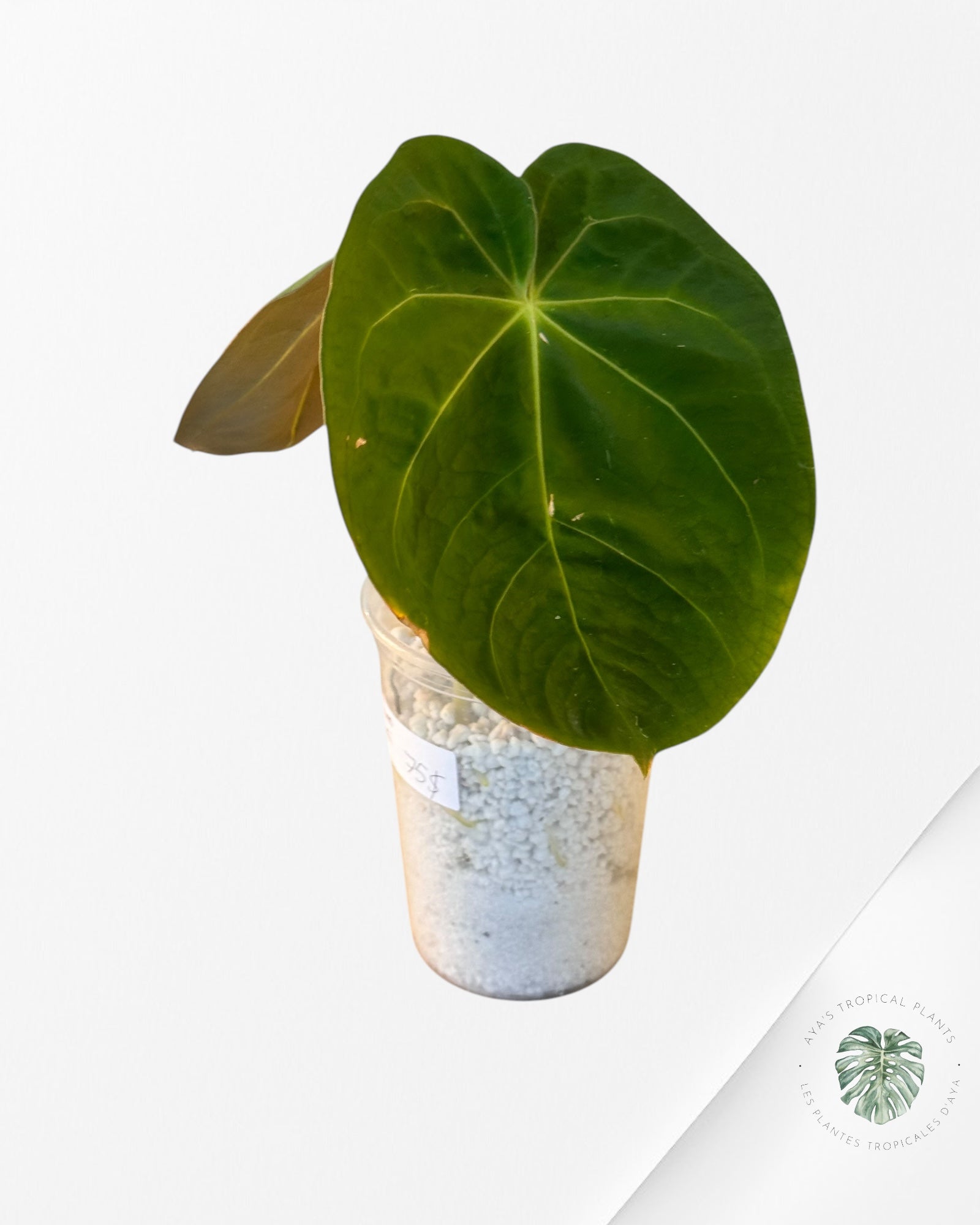 Anthurium Hoffmanii-04