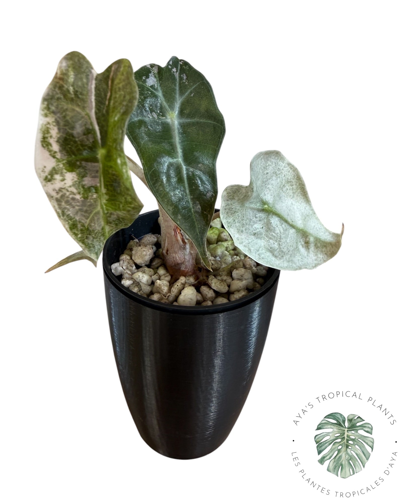 Alocasia polly pink mutation