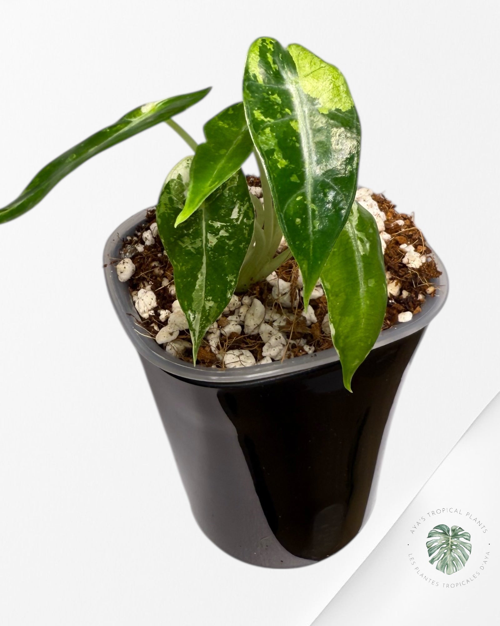 Alocasia Bambino Variagated| Rare TC Plant| Aya's Tropical Plants