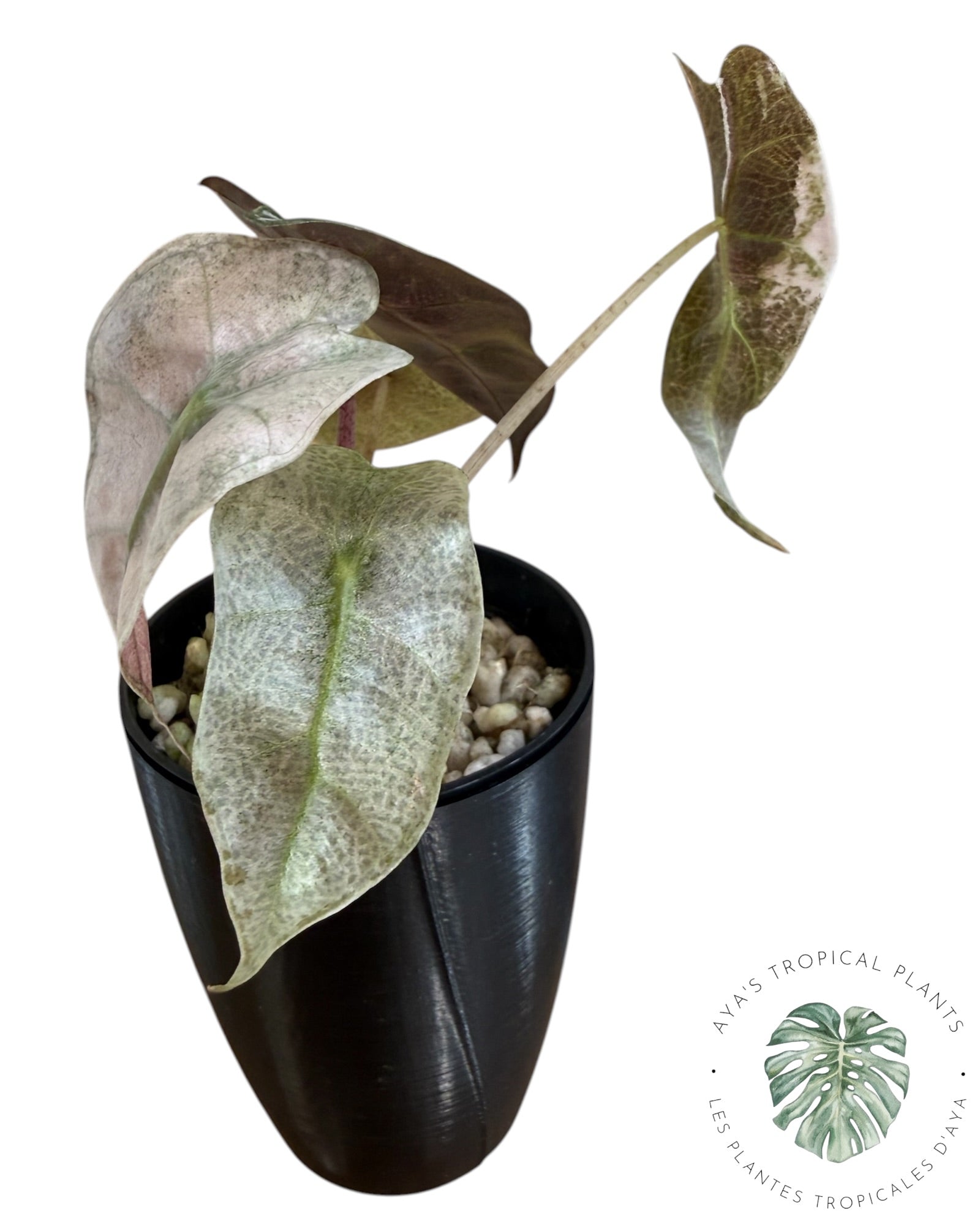 Alocasia polly pink mutation