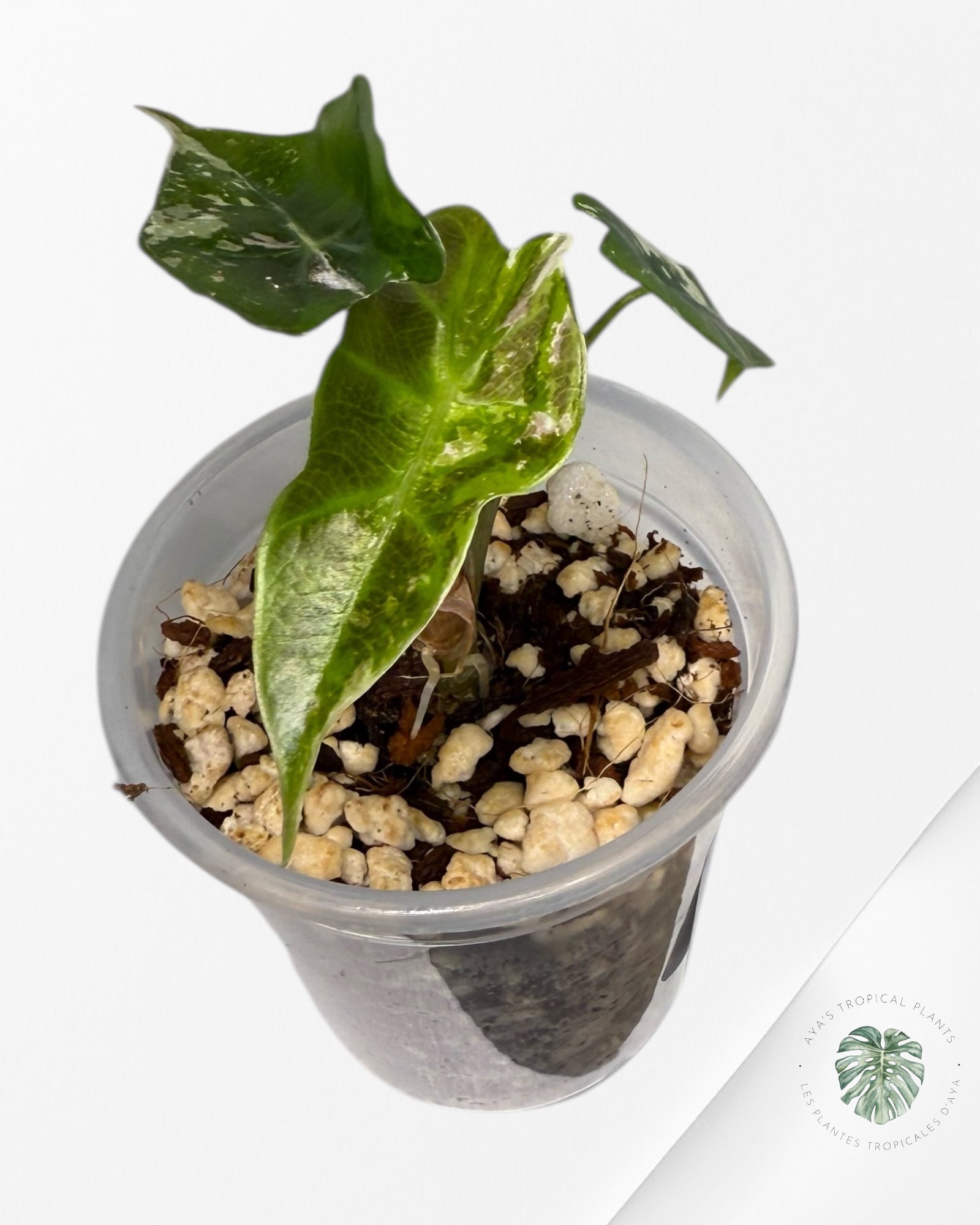 Alocasia Polly Pink Variegated| Rare TC Plant| Aya's Tropical Plants