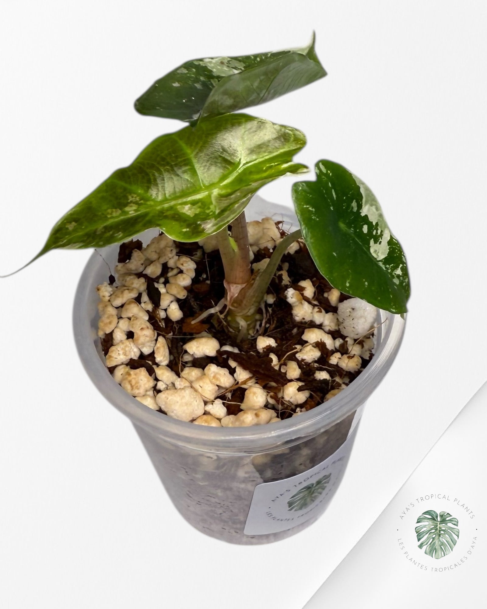 Alocasia Polly Pink Variegated| Rare TC Plant| Aya's Tropical Plants