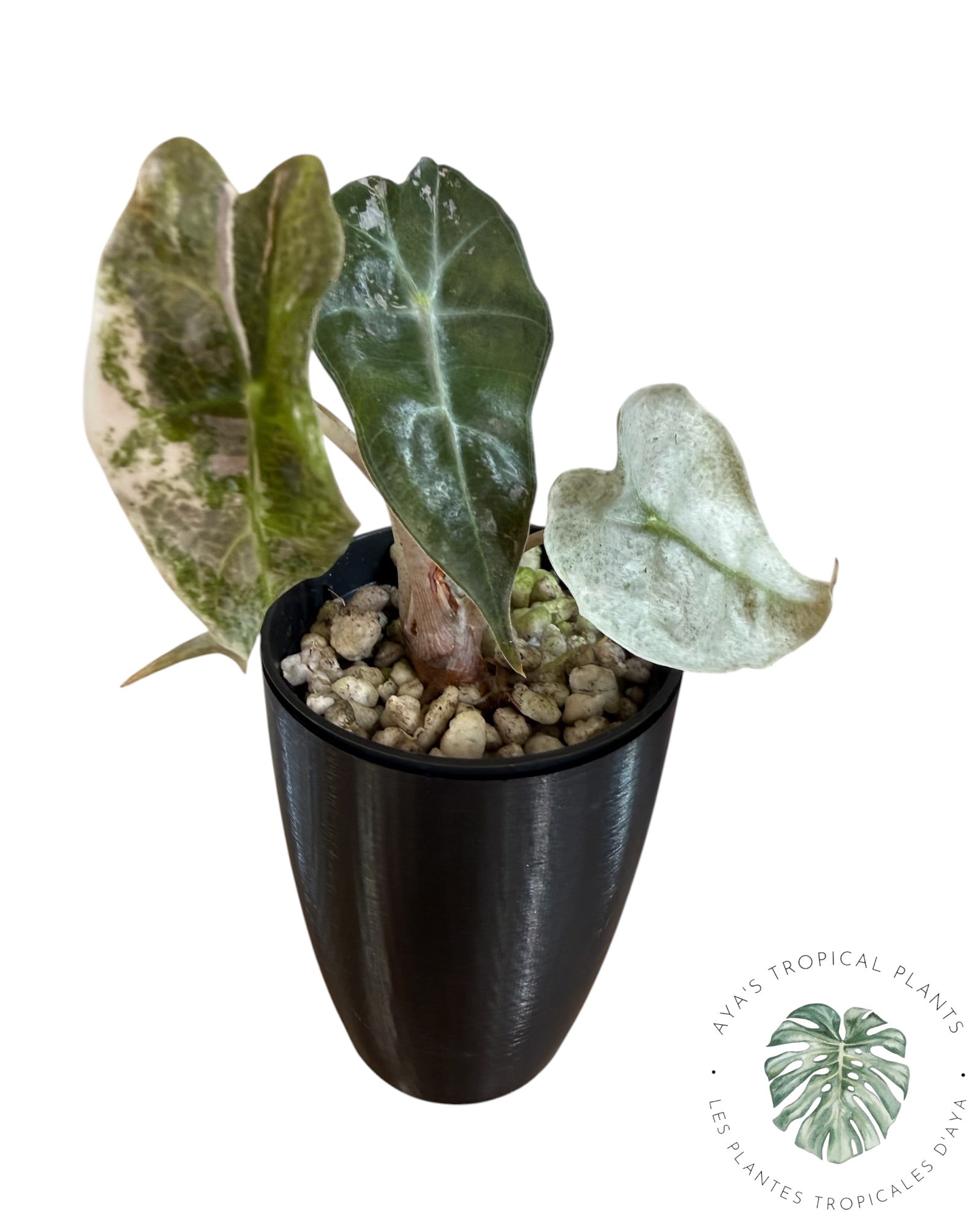 Alocasia polly pink mutation