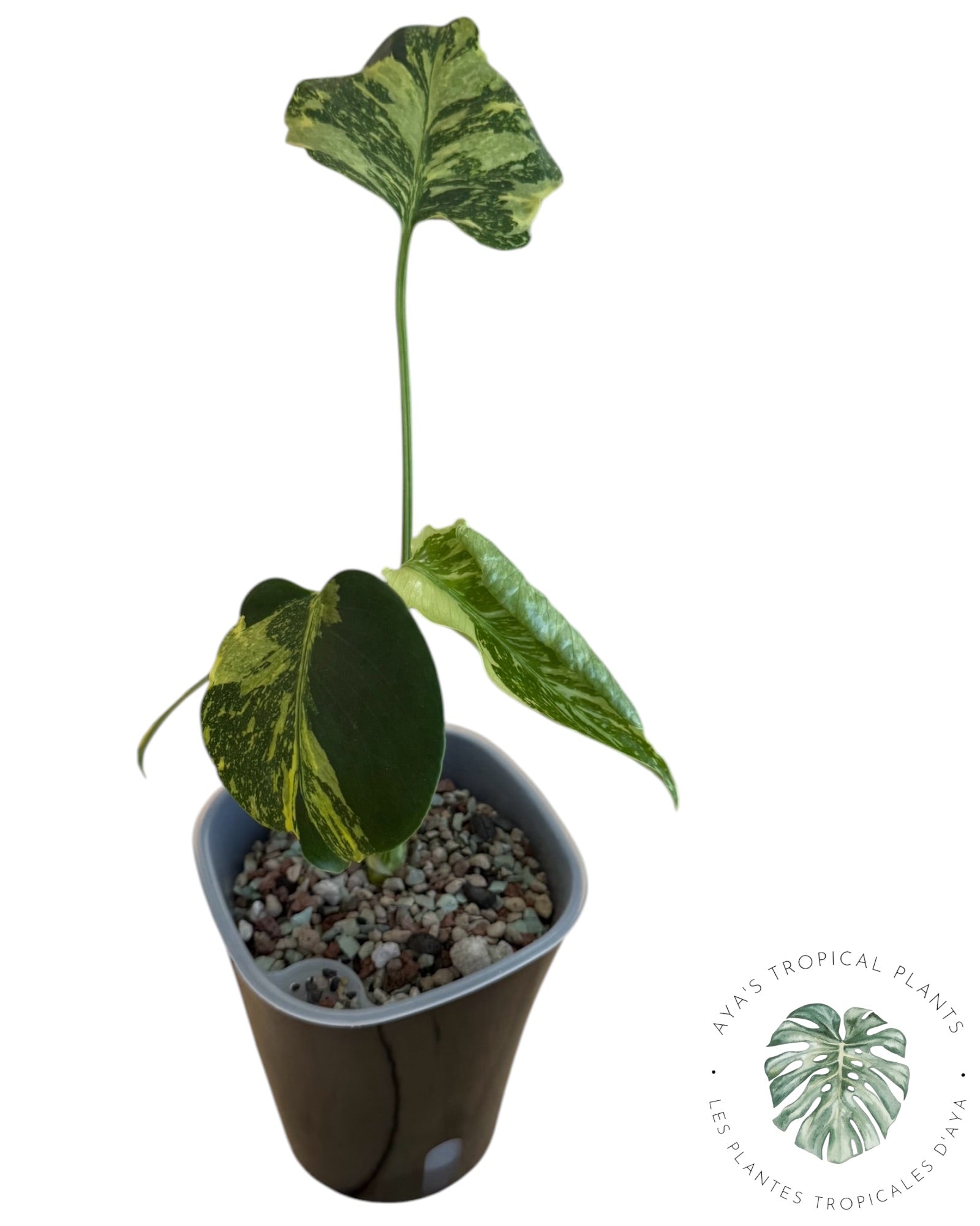 Monstera Deliciosa Electrolyte