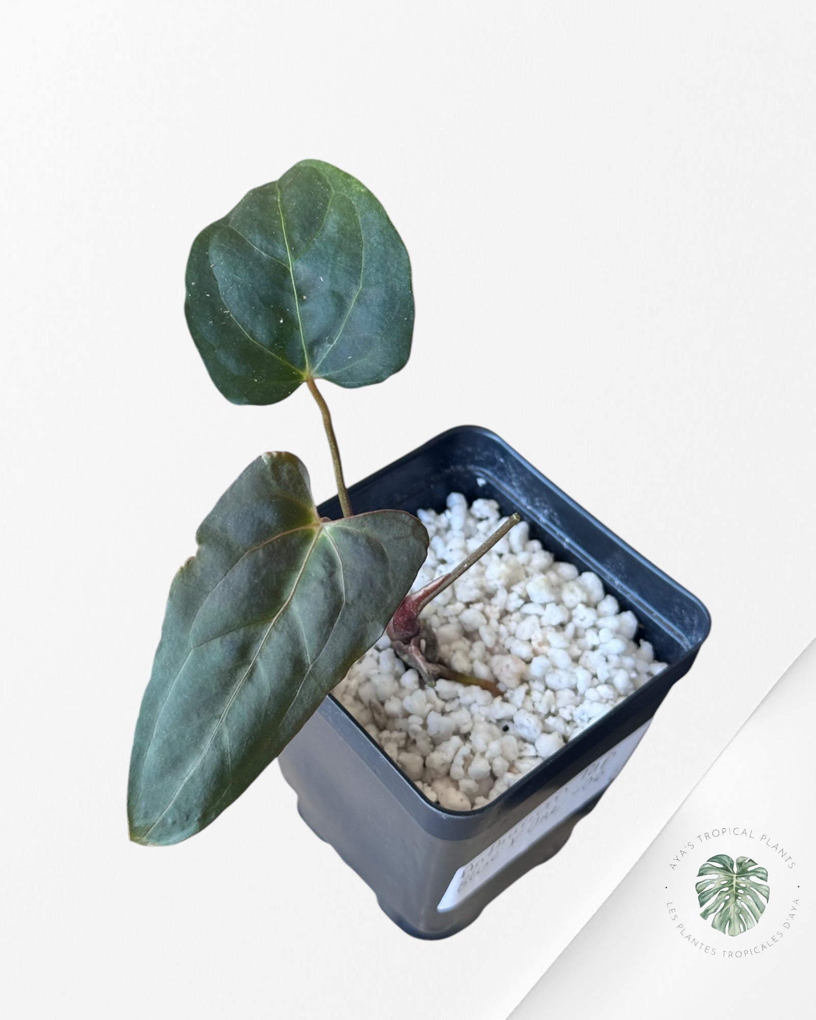 Anthurium Papillilaminum Blue X One -06