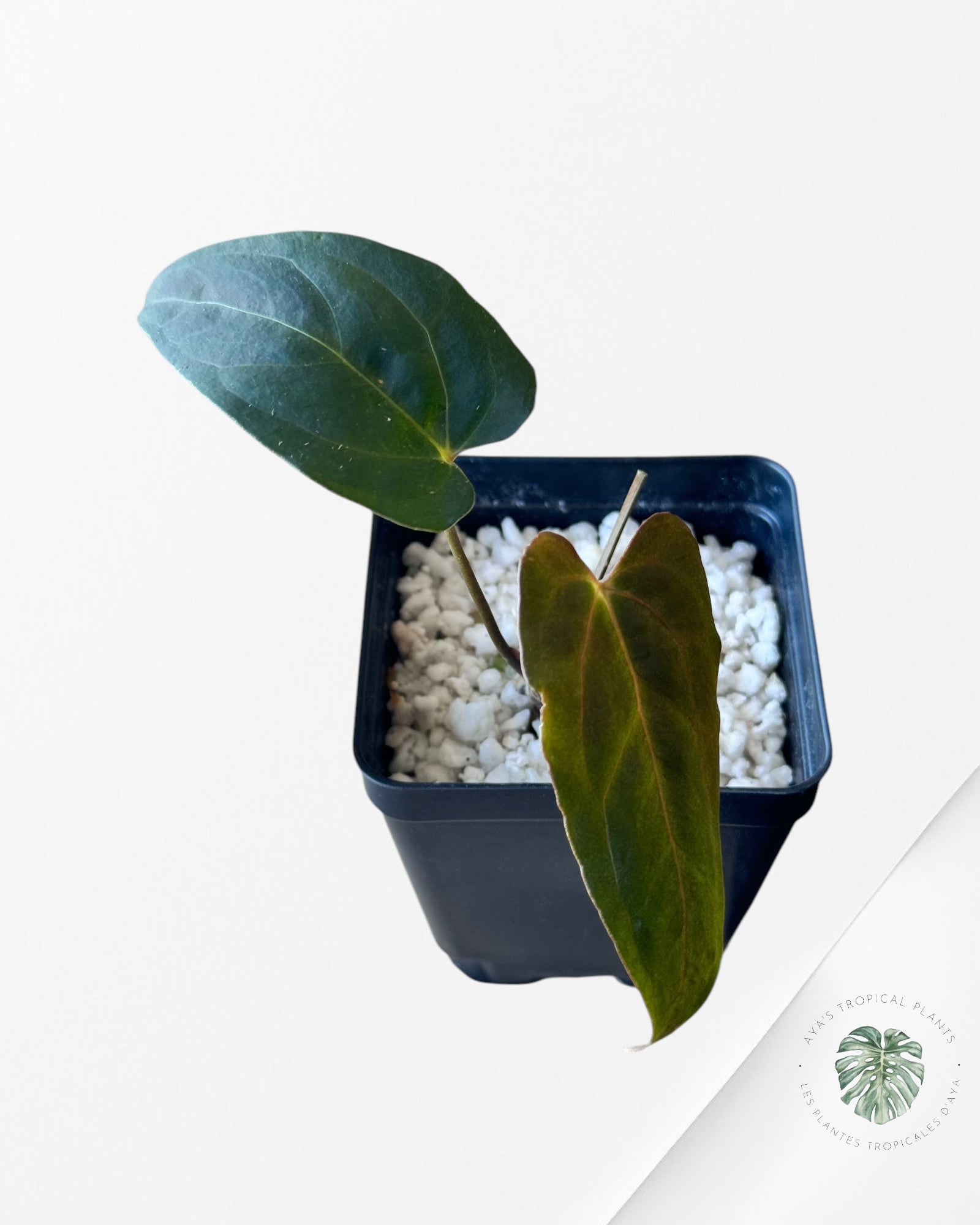 Anthurium Papillilaminum Blue X One -06