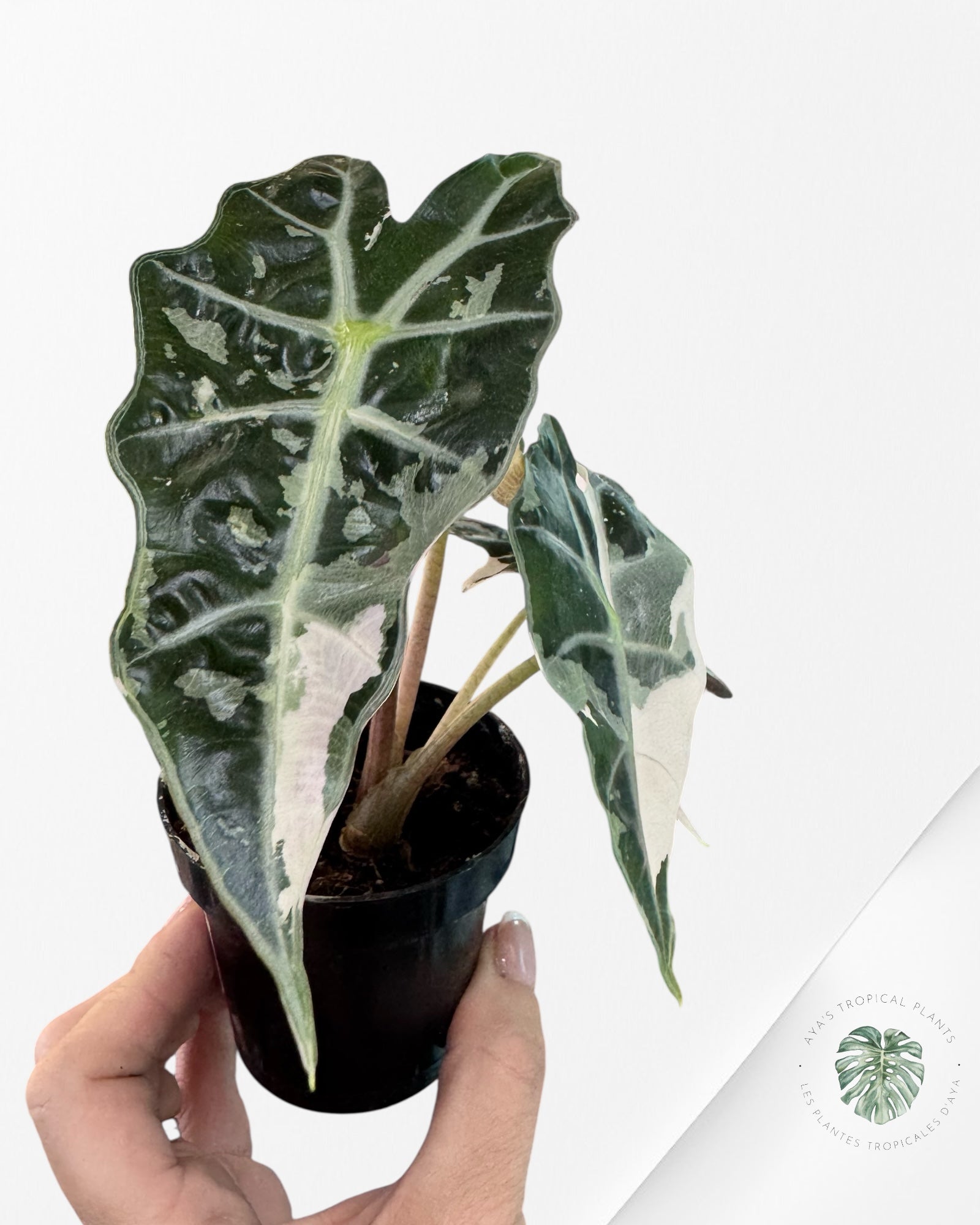 Alocasia 'Amazonica' Poly variegated (Pink) - F0