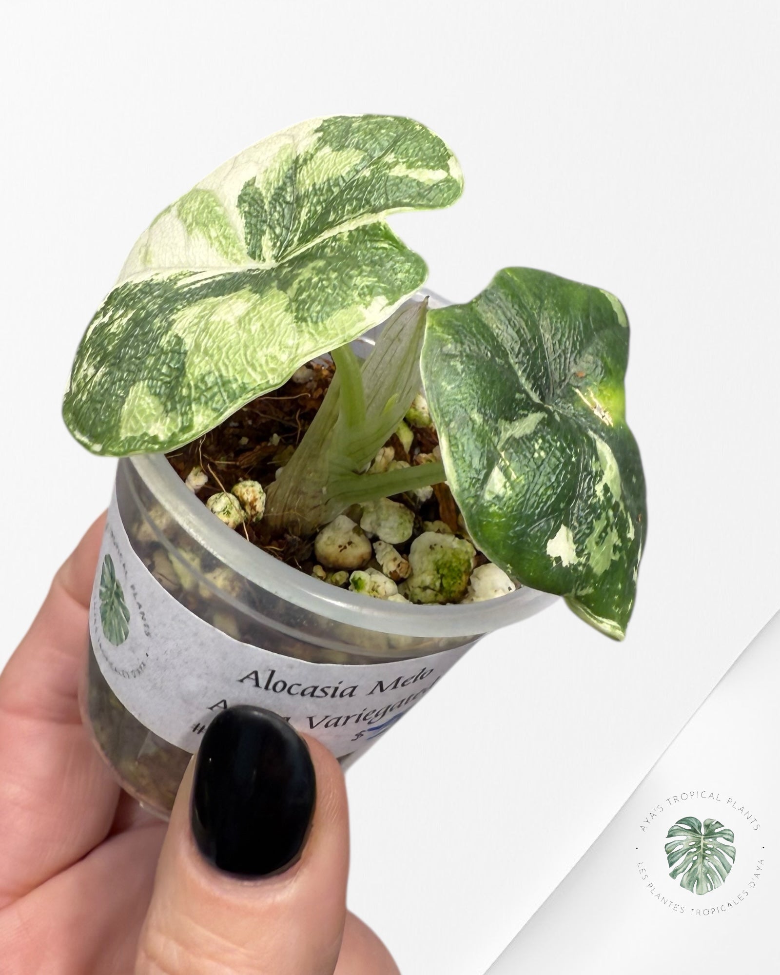 Alocasia Melo Variegated Albo| Rare TC Plant| Aya's Tropical Plants