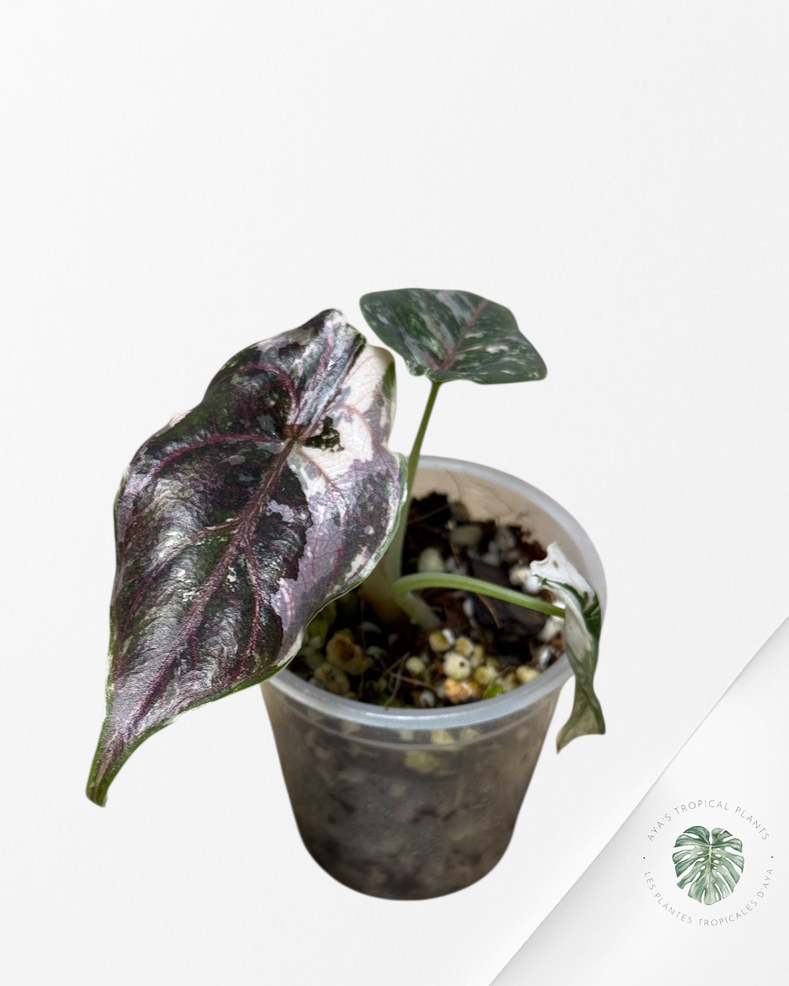 Alocasia Azlanii rose panaché - 02