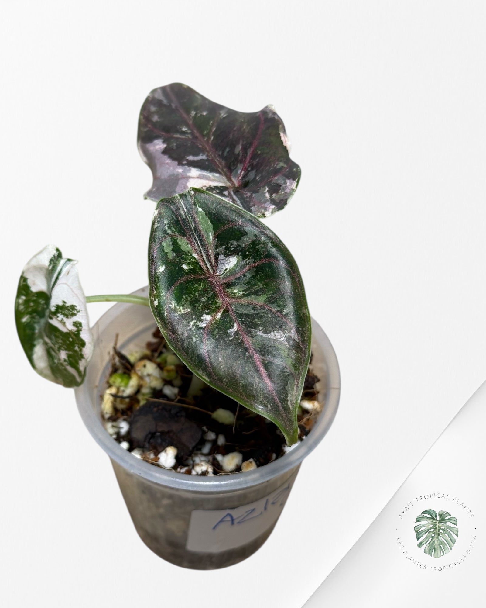 Alocasia Azlanii rose panaché - 02