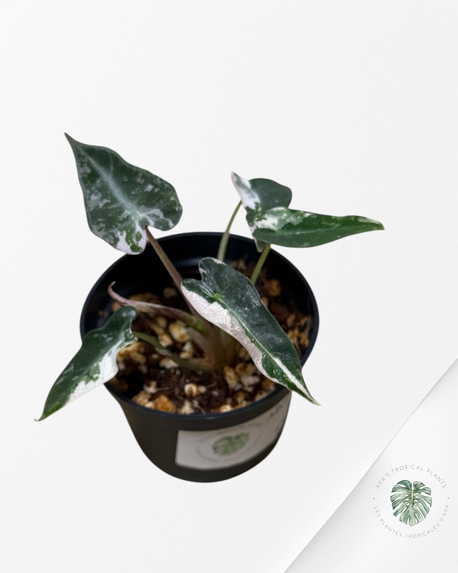 Alocasia Bambino Panaché (rose) - 4