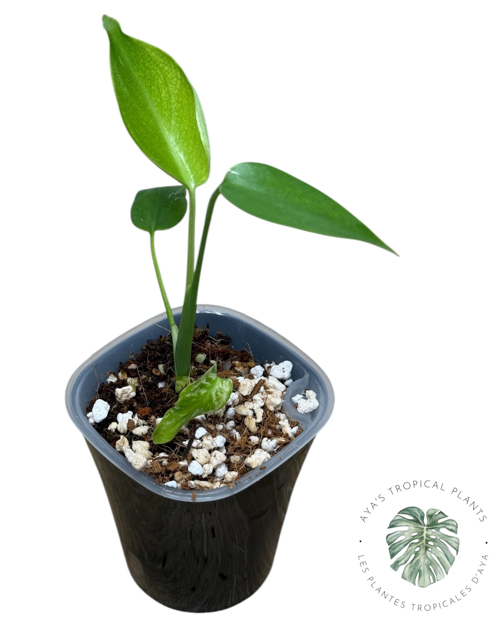 Monstera Deliciosa 'Devil Monster'