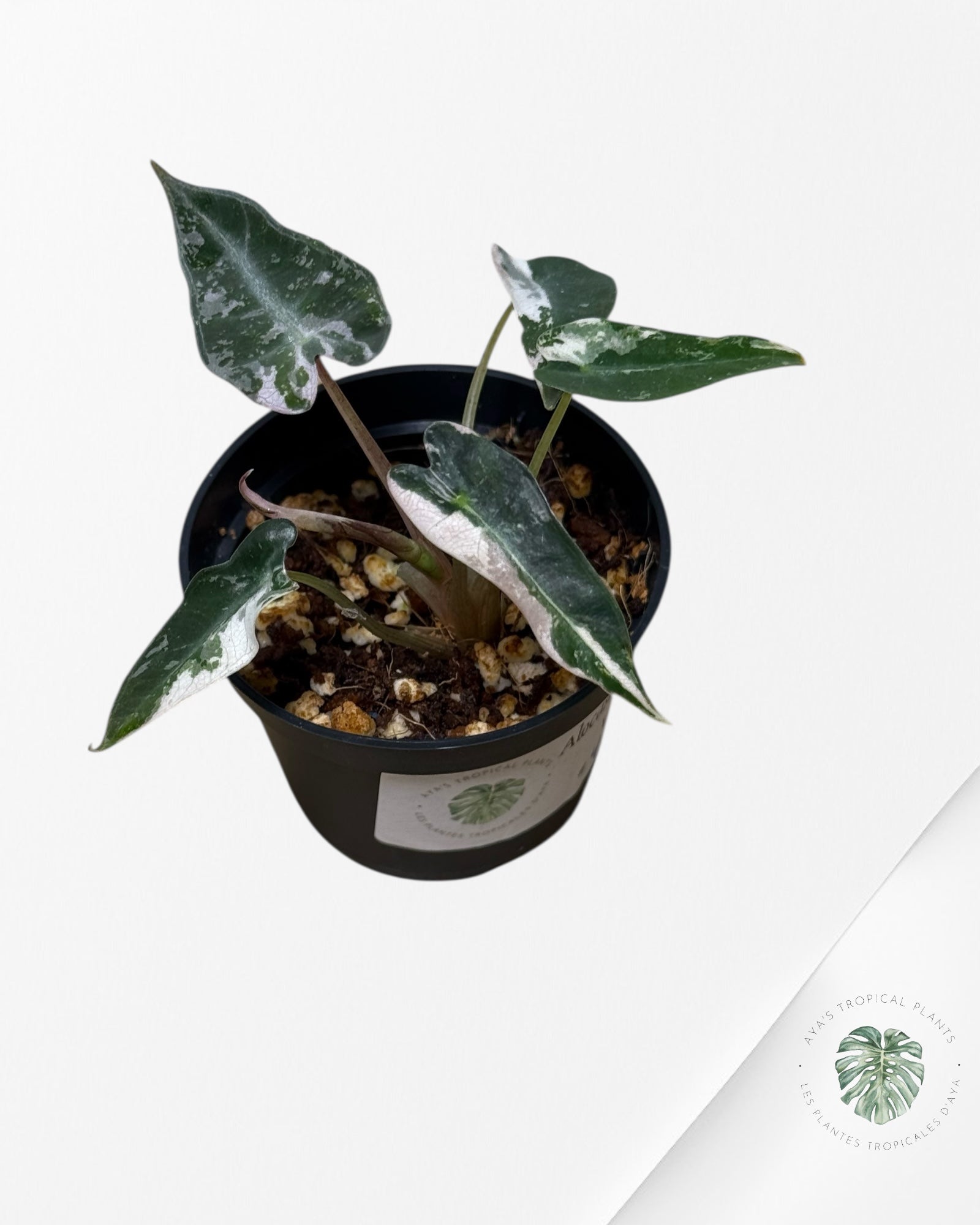 Alocasia Bambino Panaché (rose) - 4