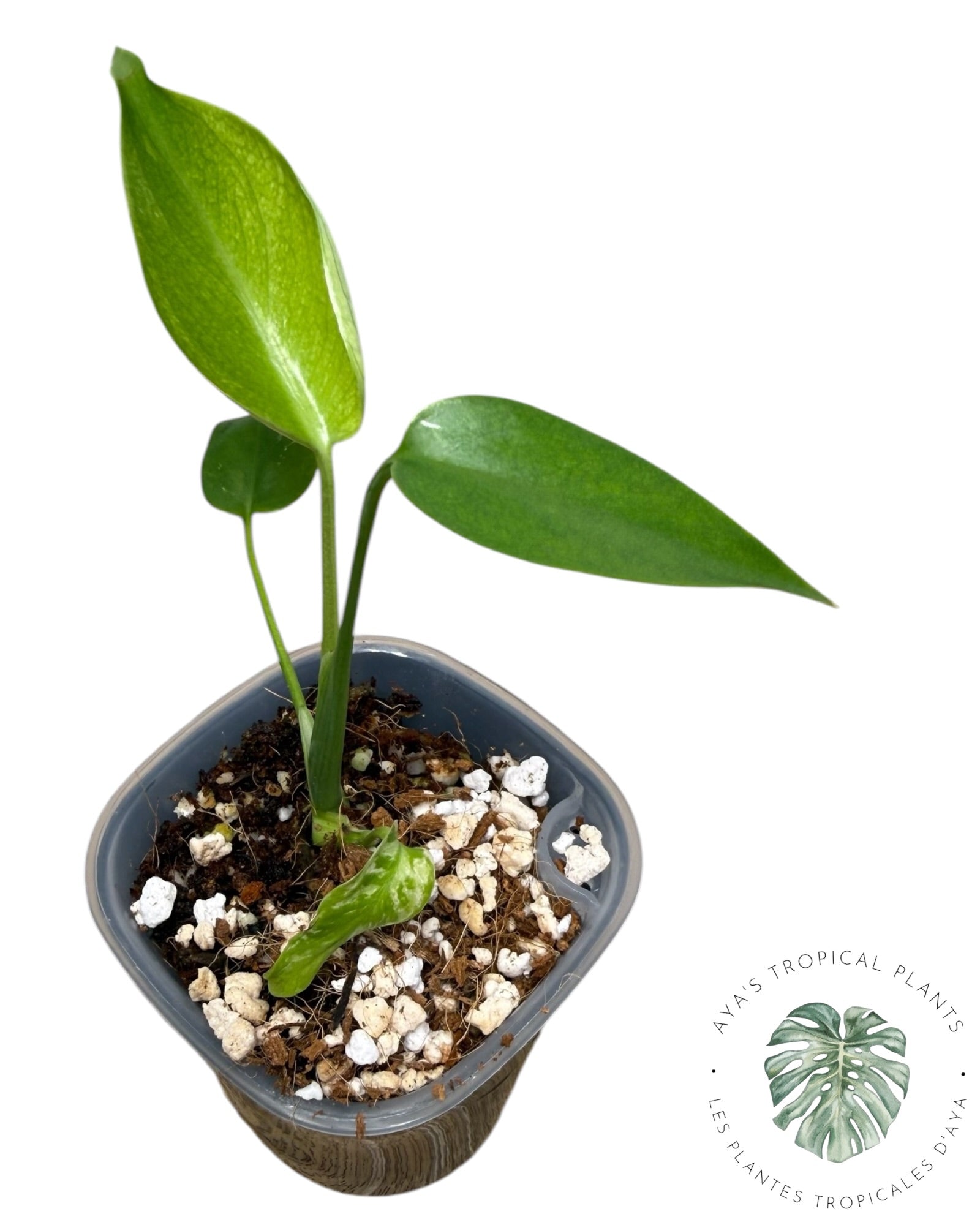 Monstera Deliciosa 'Devil Monster'