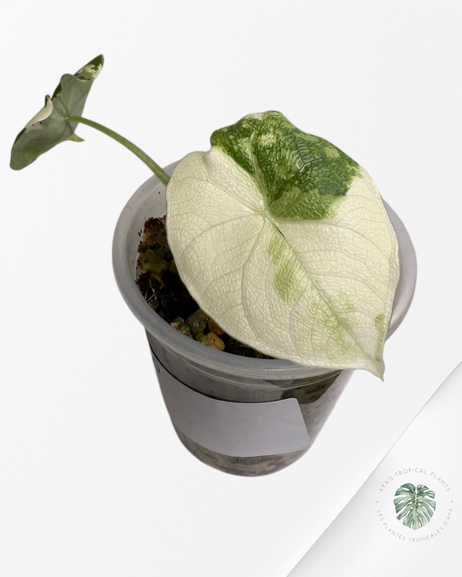 Alocasia Melo Variegated Albo| Rare TC Plant| Aya's Tropical Plants