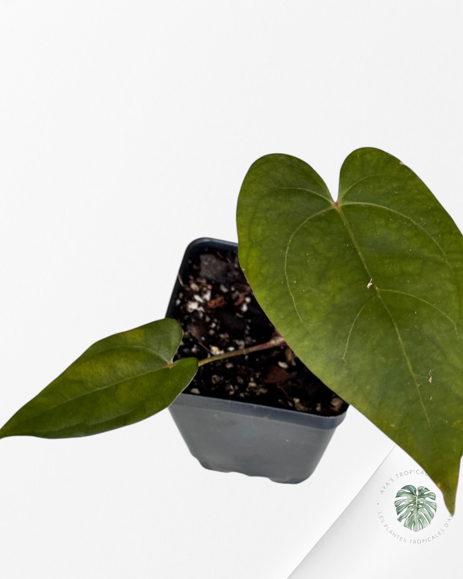 Anthurium Papillilaminum Blue XOne -05