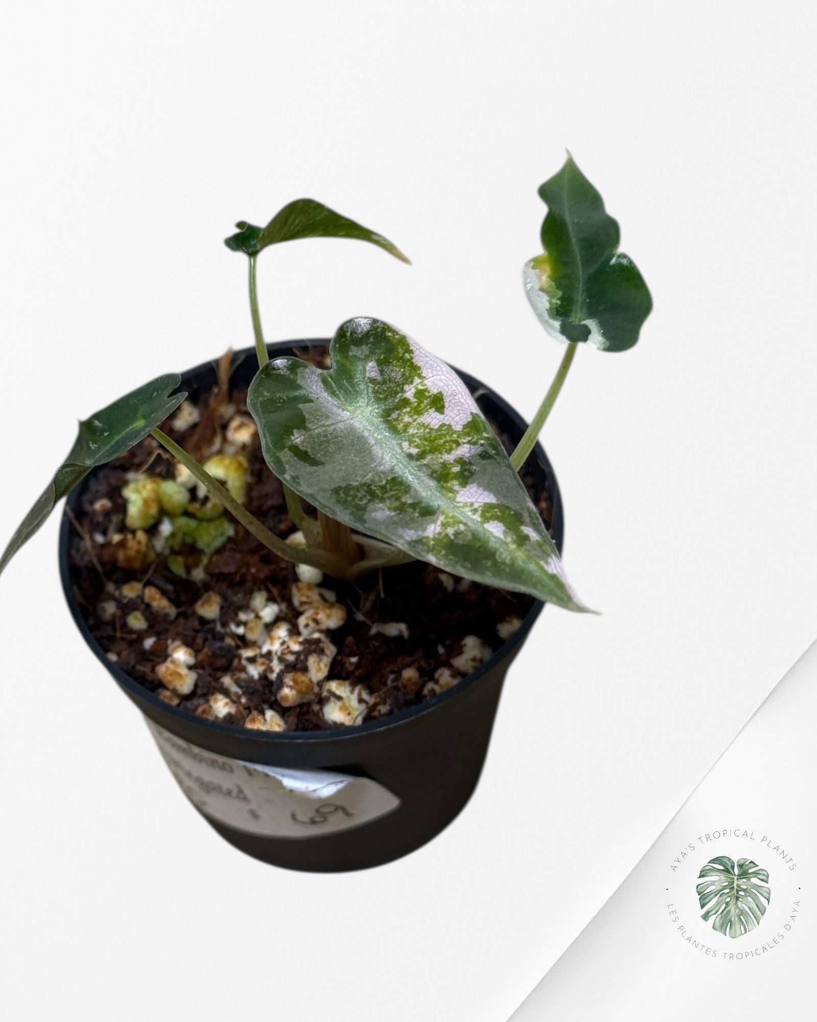 Alocasia Bambino Variegated (pink) - 320