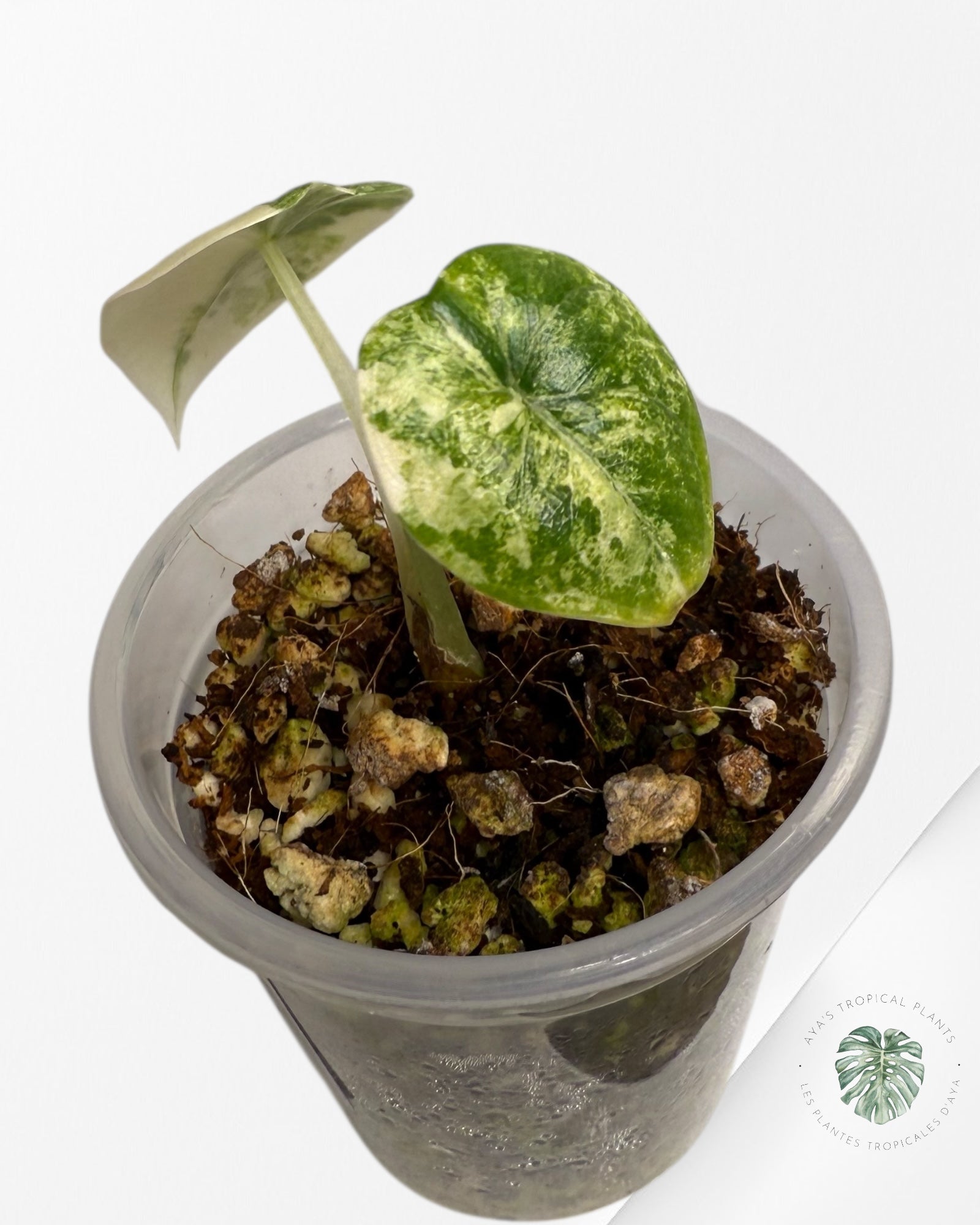 Alocasia Melo Variegated Aurea| Rare TC Plant| Aya's Tropical Plants