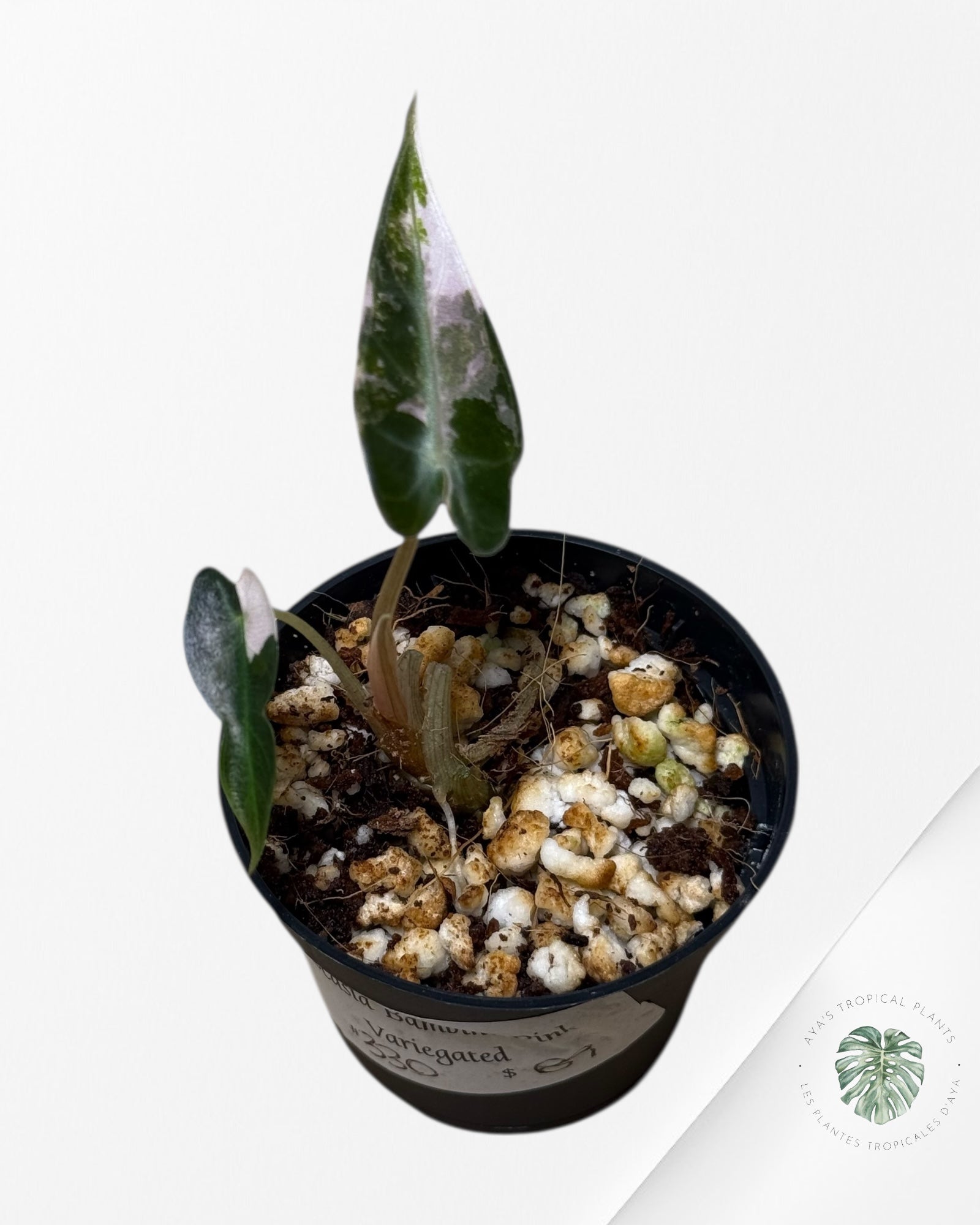 Alocasia Bambino Panaché (rose) - 330