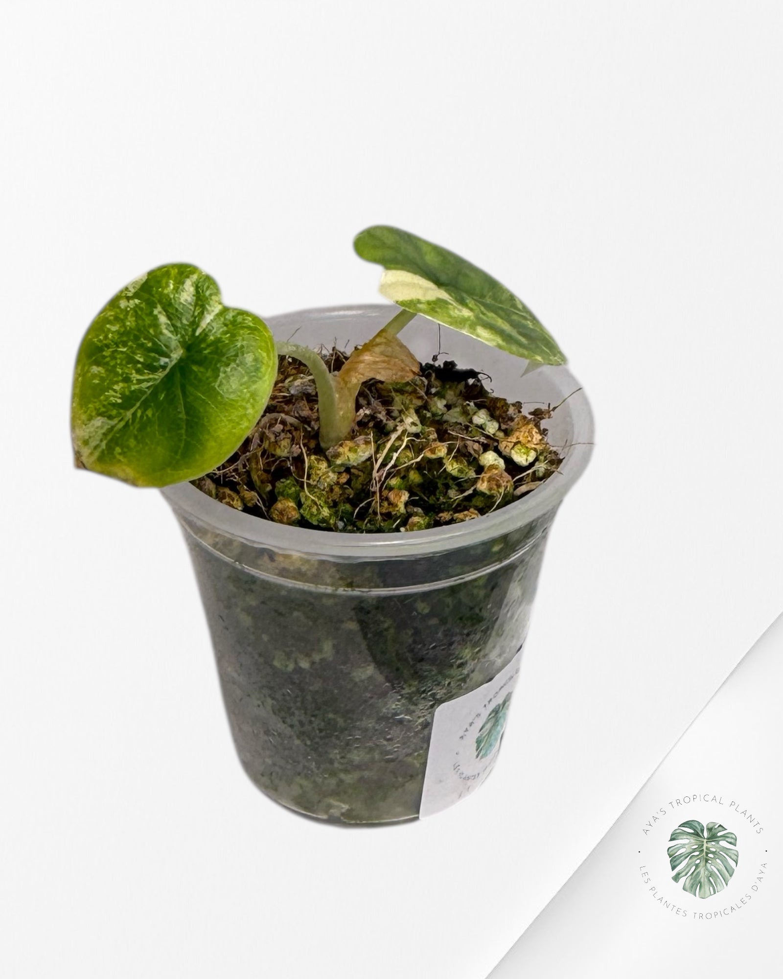 Alocasia Melo Variegated Aurea| Rare TC Plant| Aya's Tropical Plants