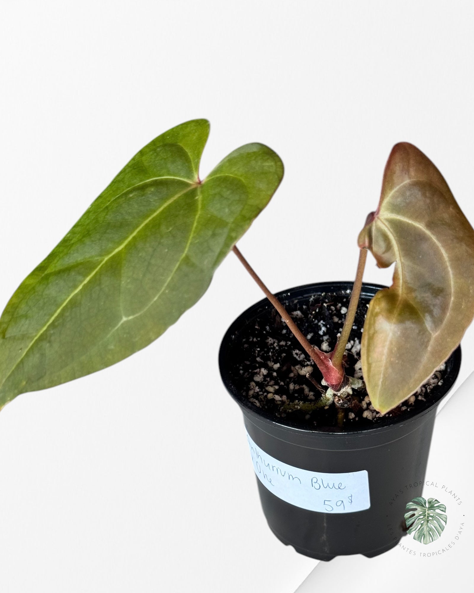 Anthurium Papillilaminum Blue XOne -10