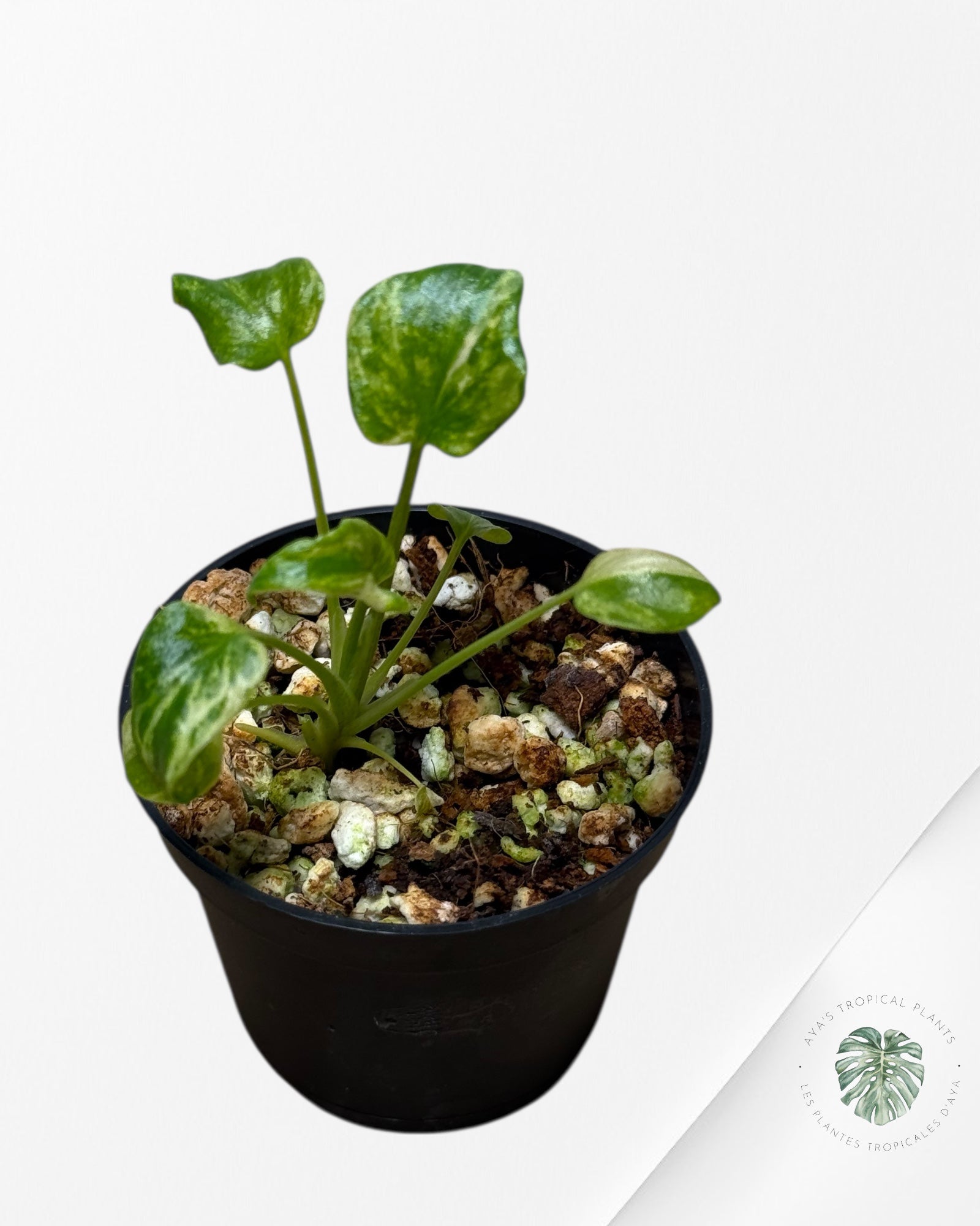 Philodendron Xanadu Variegated - P6