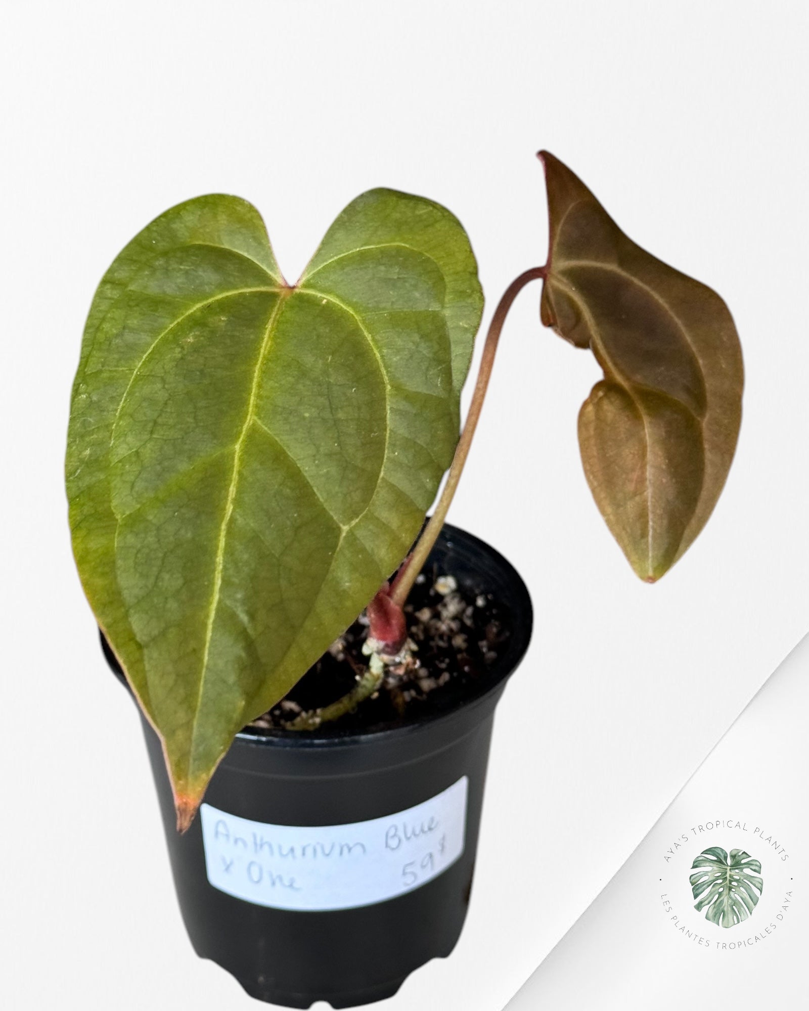 Anthurium Papillilaminum Blue XOne -10